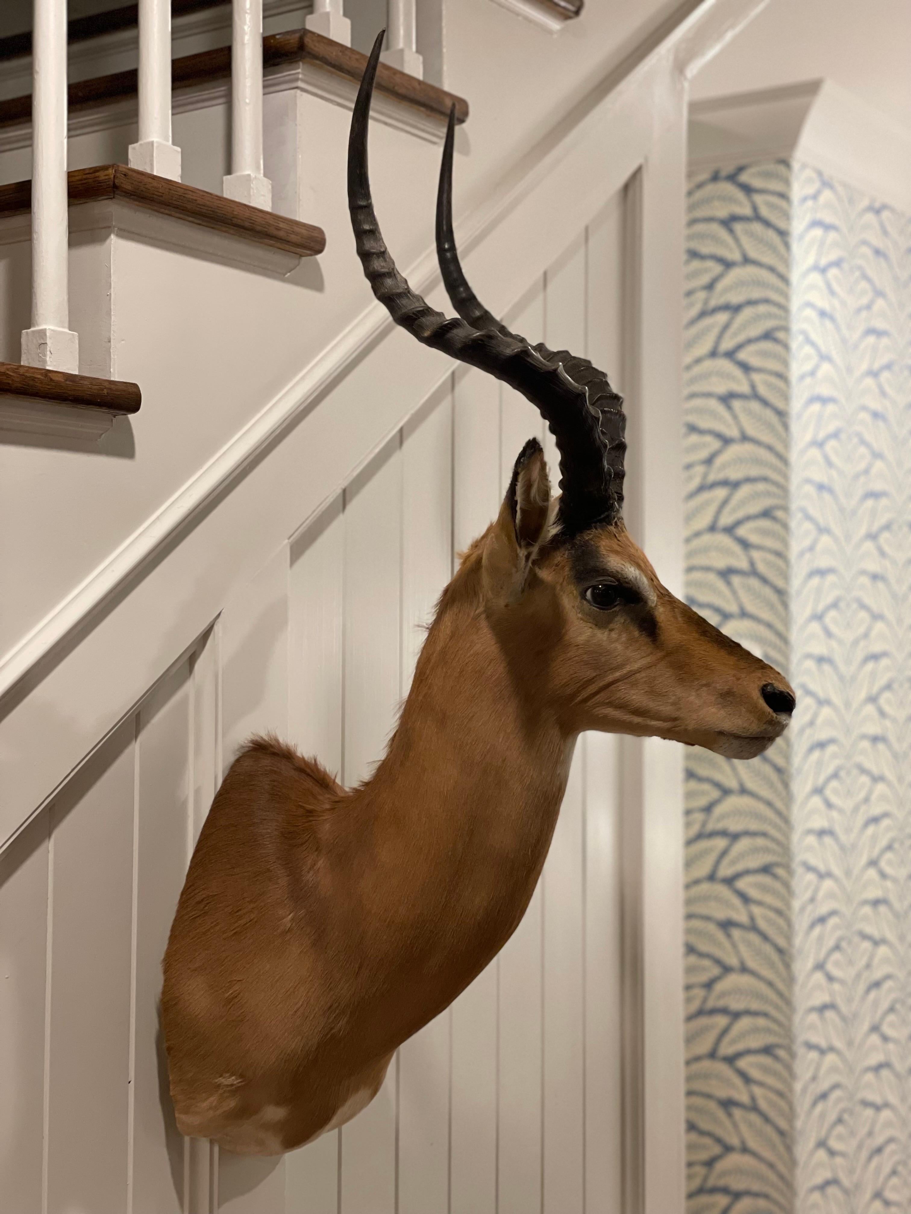 Mid-Century 1960's African Impala Taxidermy Head and Shoulder Wall Mount In Good Condition For Sale In Cookeville, TN