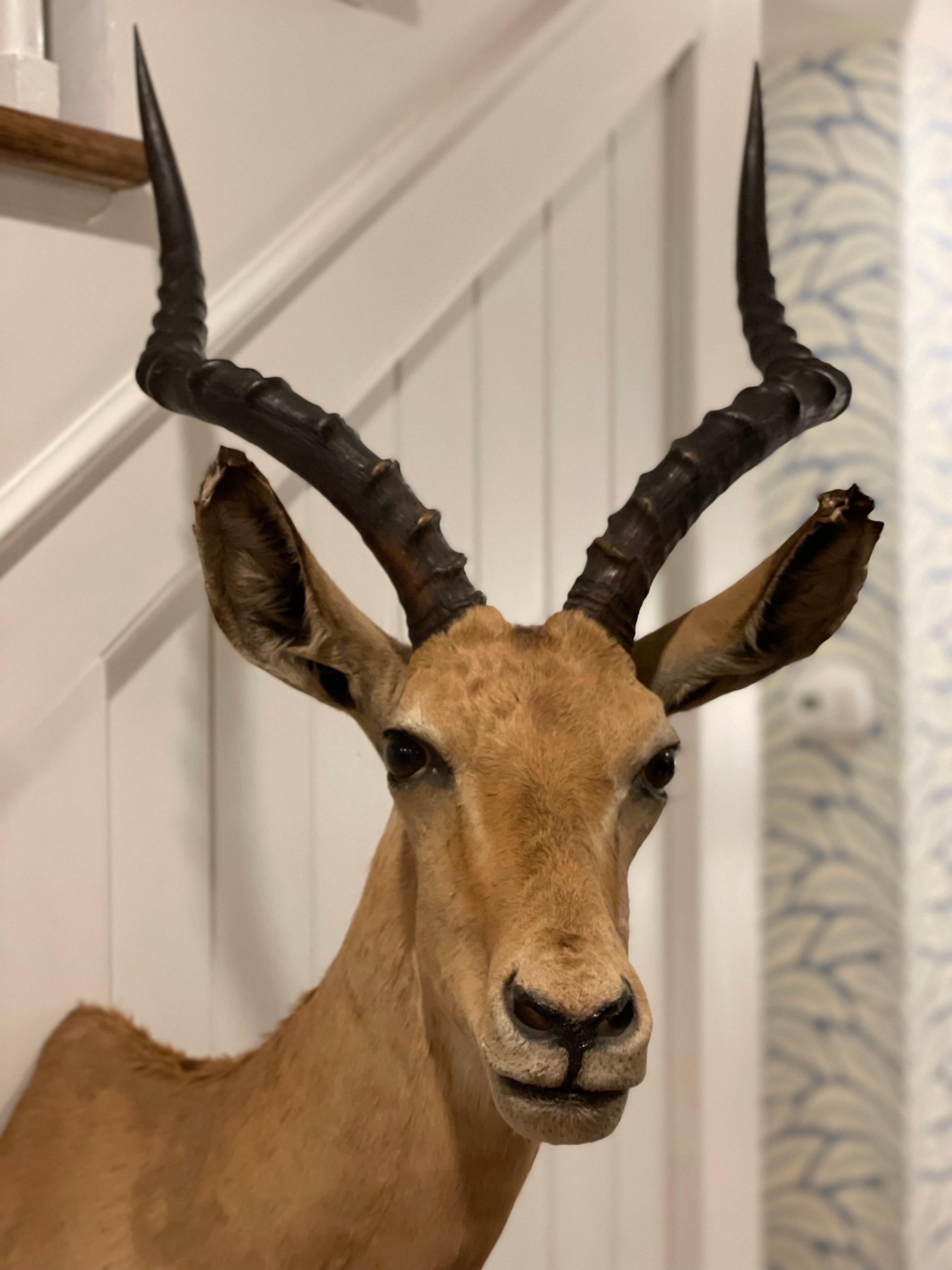 Mid-Century 1960's African Impala Taxidermy Head and Shoulder Wall Mount In Good Condition In Cookeville, TN