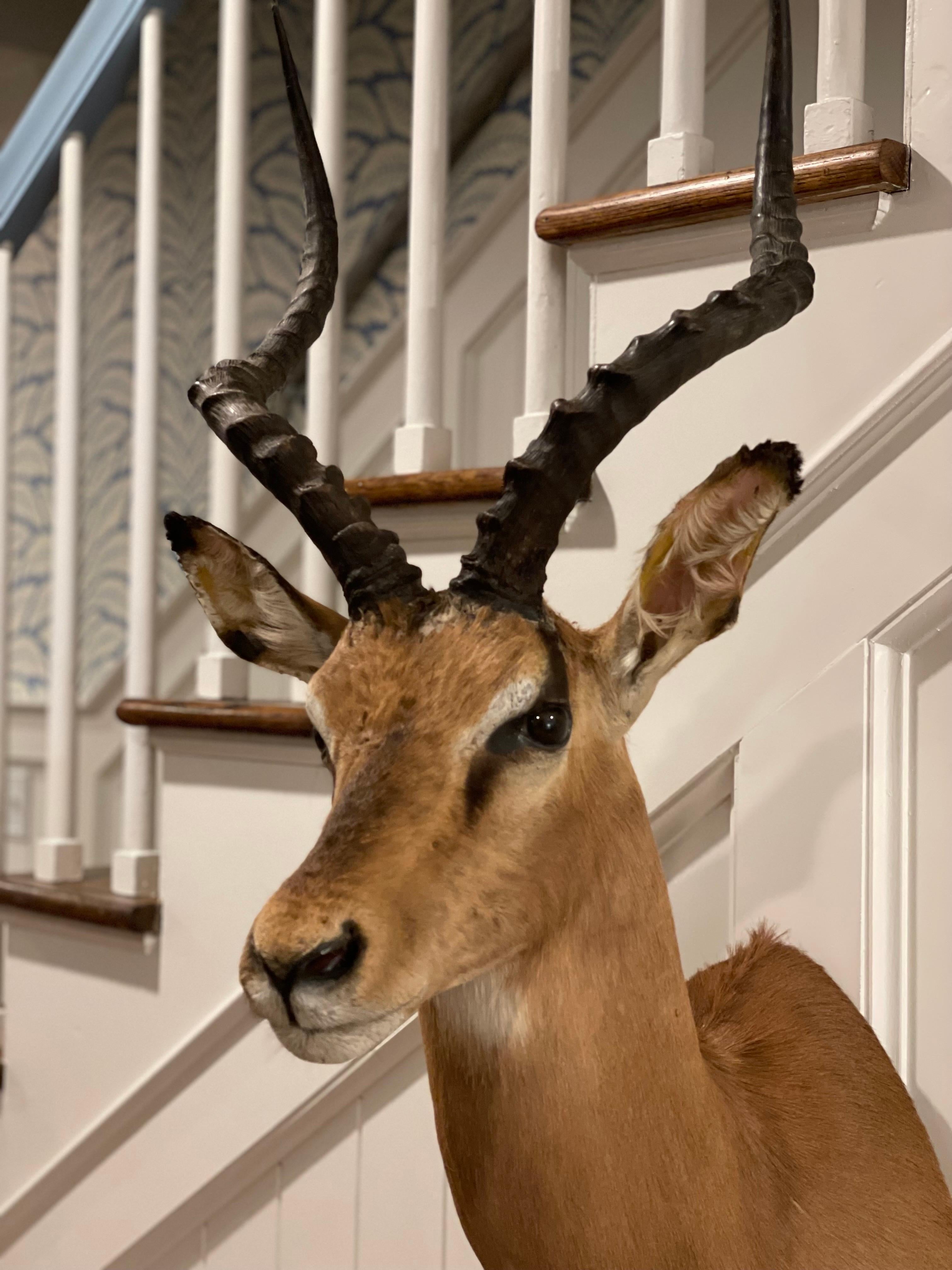 20th Century Mid-Century 1960's African Impala Taxidermy Head and Shoulder Wall Mount For Sale