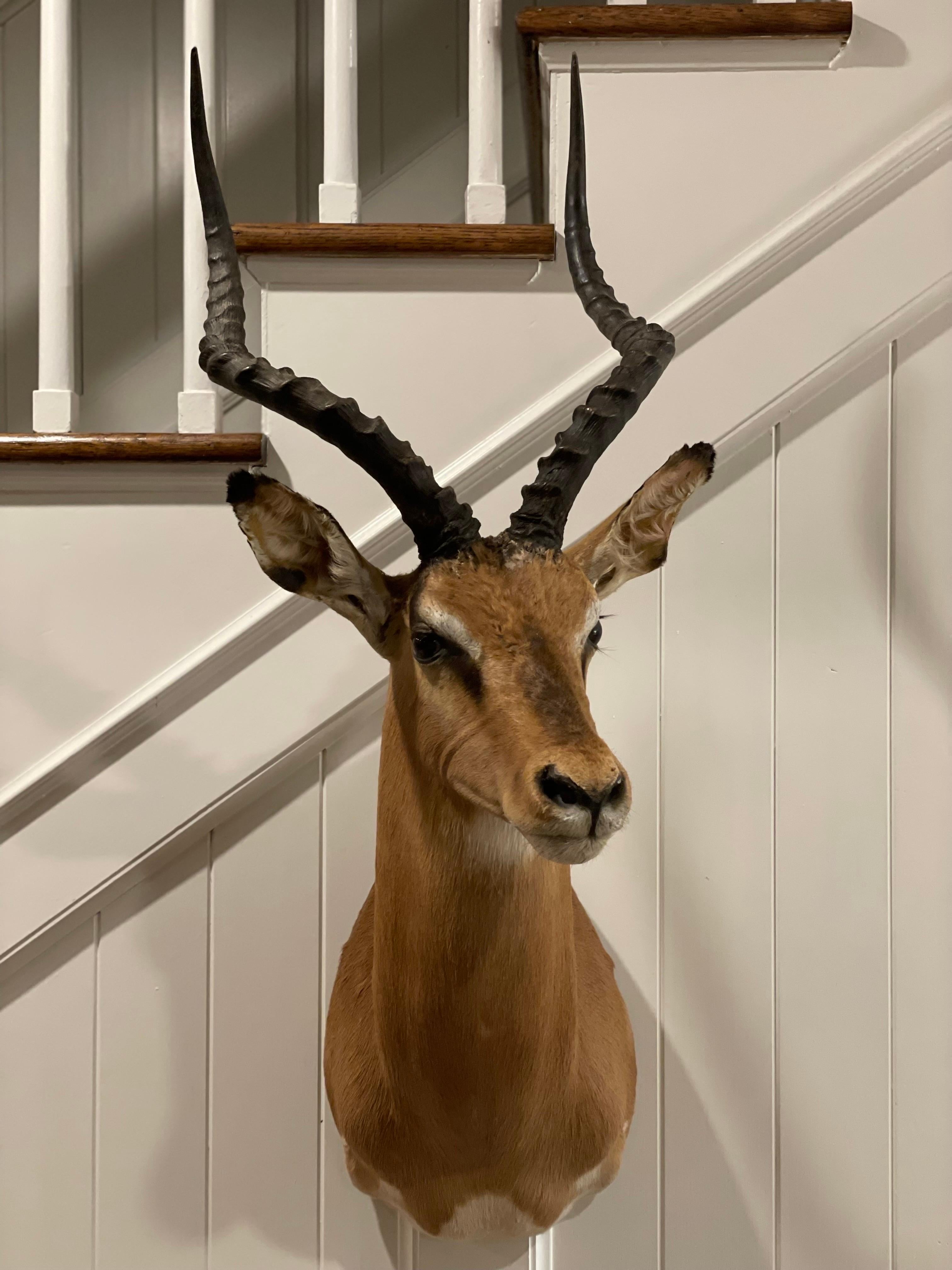 Horn Mid-Century 1960's African Impala Taxidermy Head and Shoulder Wall Mount For Sale