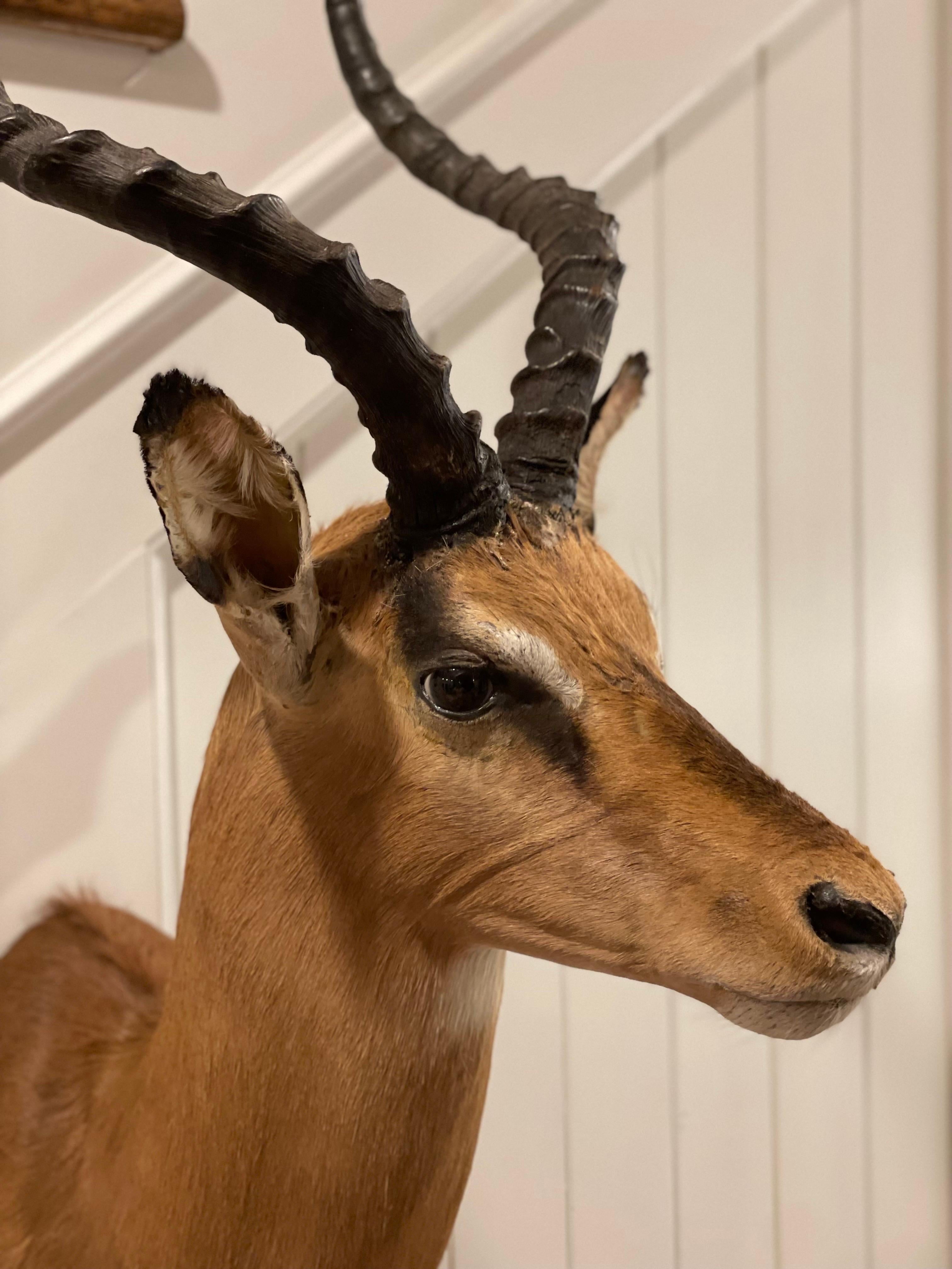Mid-Century 1960's African Impala Taxidermy Head and Shoulder Wall Mount For Sale 1