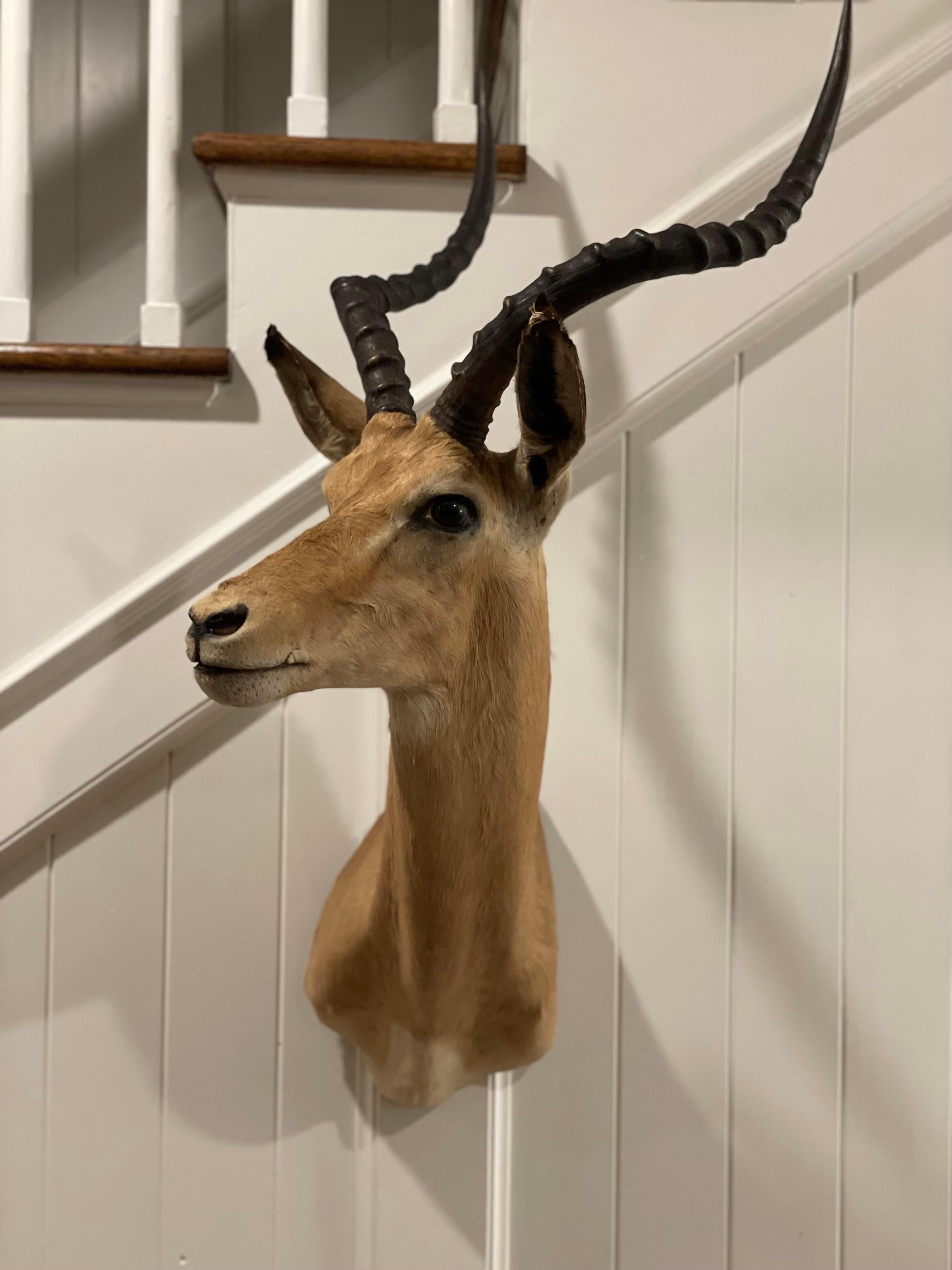 Mid-Century 1960's African Impala Taxidermy Head and Shoulder Wall Mount 1