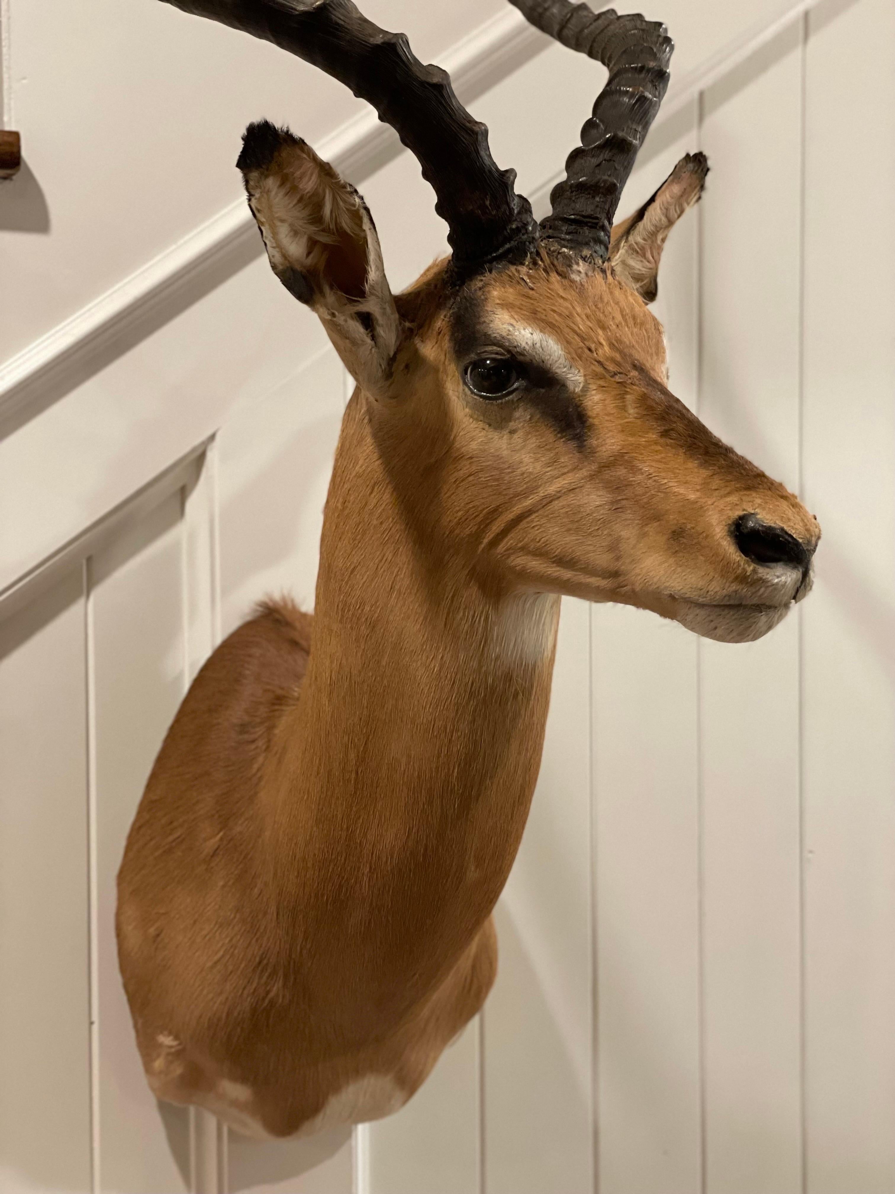 Mid-Century 1960's African Impala Taxidermy Head and Shoulder Wall Mount For Sale 2