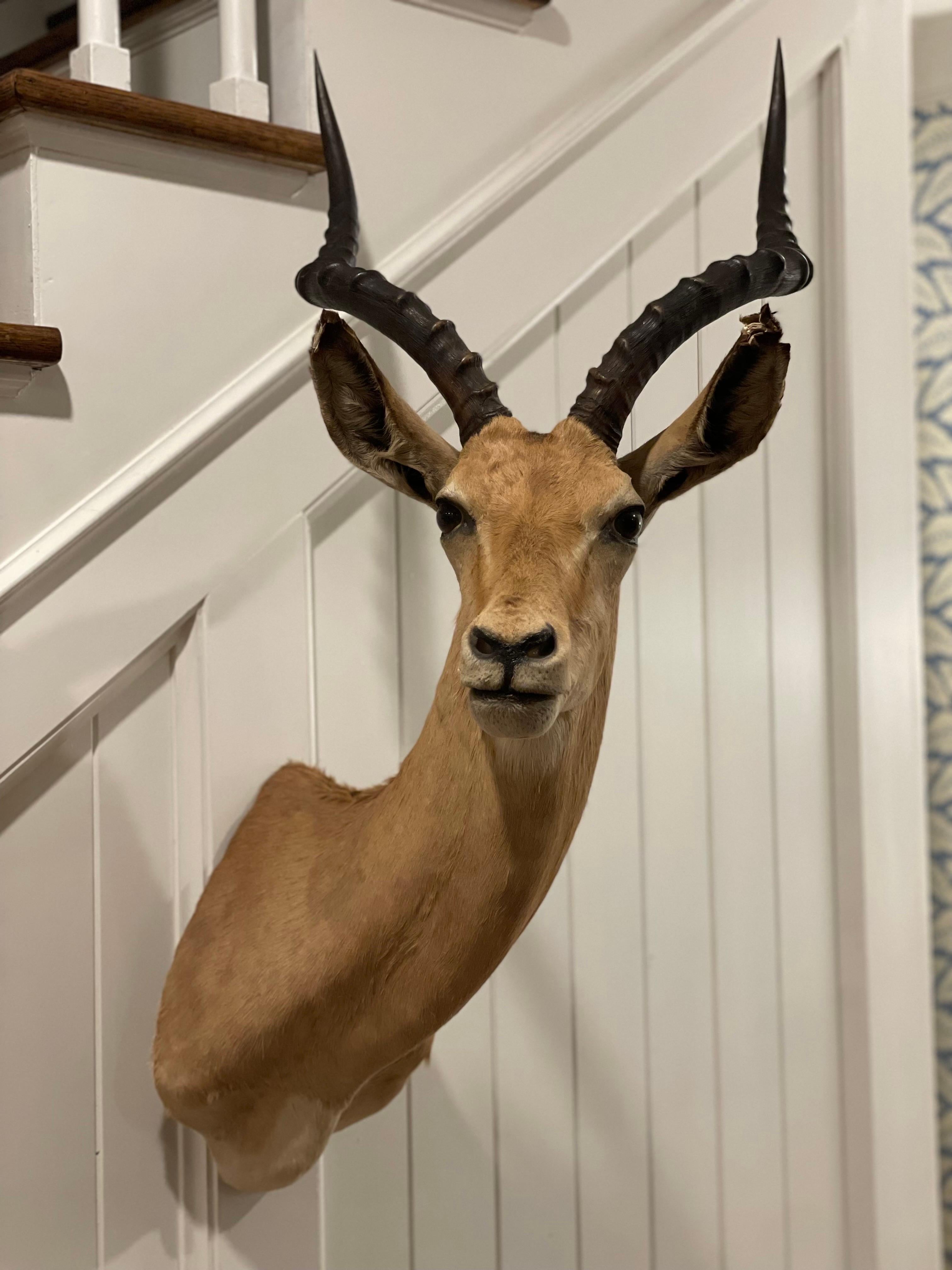 Mid-Century 1960's African Impala Taxidermy Head and Shoulder Wall Mount 2