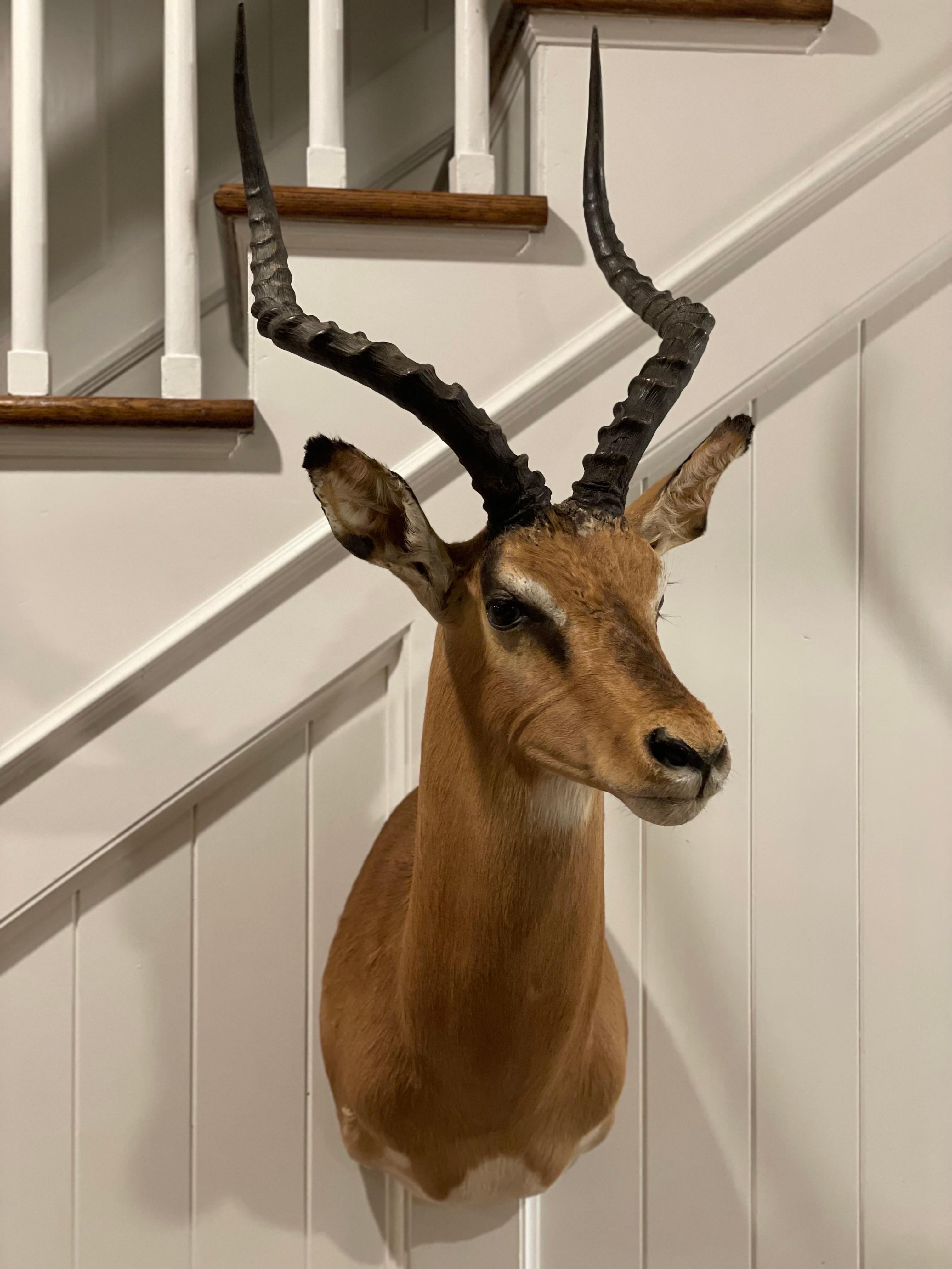 Mid-Century 1960's African Impala Taxidermy Head and Shoulder Wall Mount For Sale 3