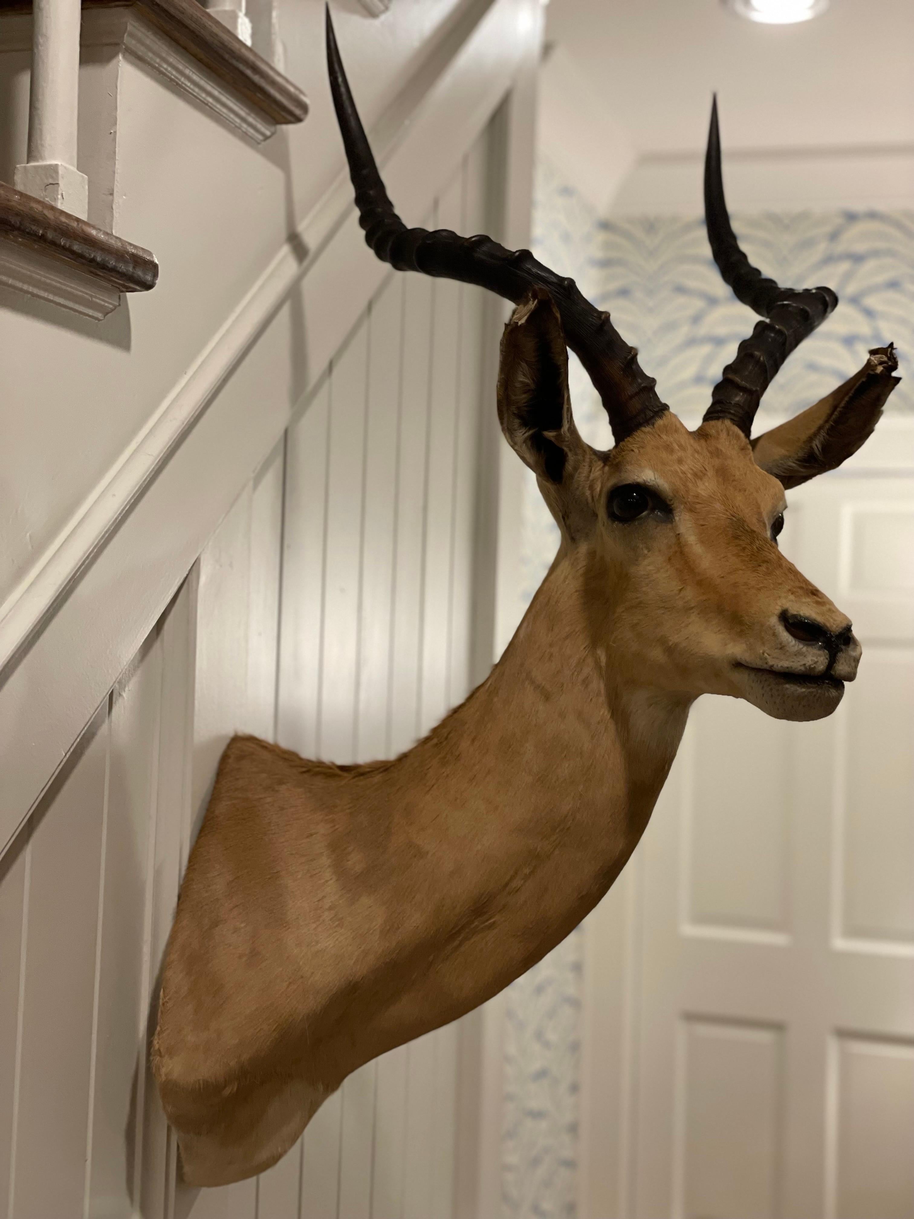 Mid-Century 1960's African Impala Taxidermy Head and Shoulder Wall Mount 3