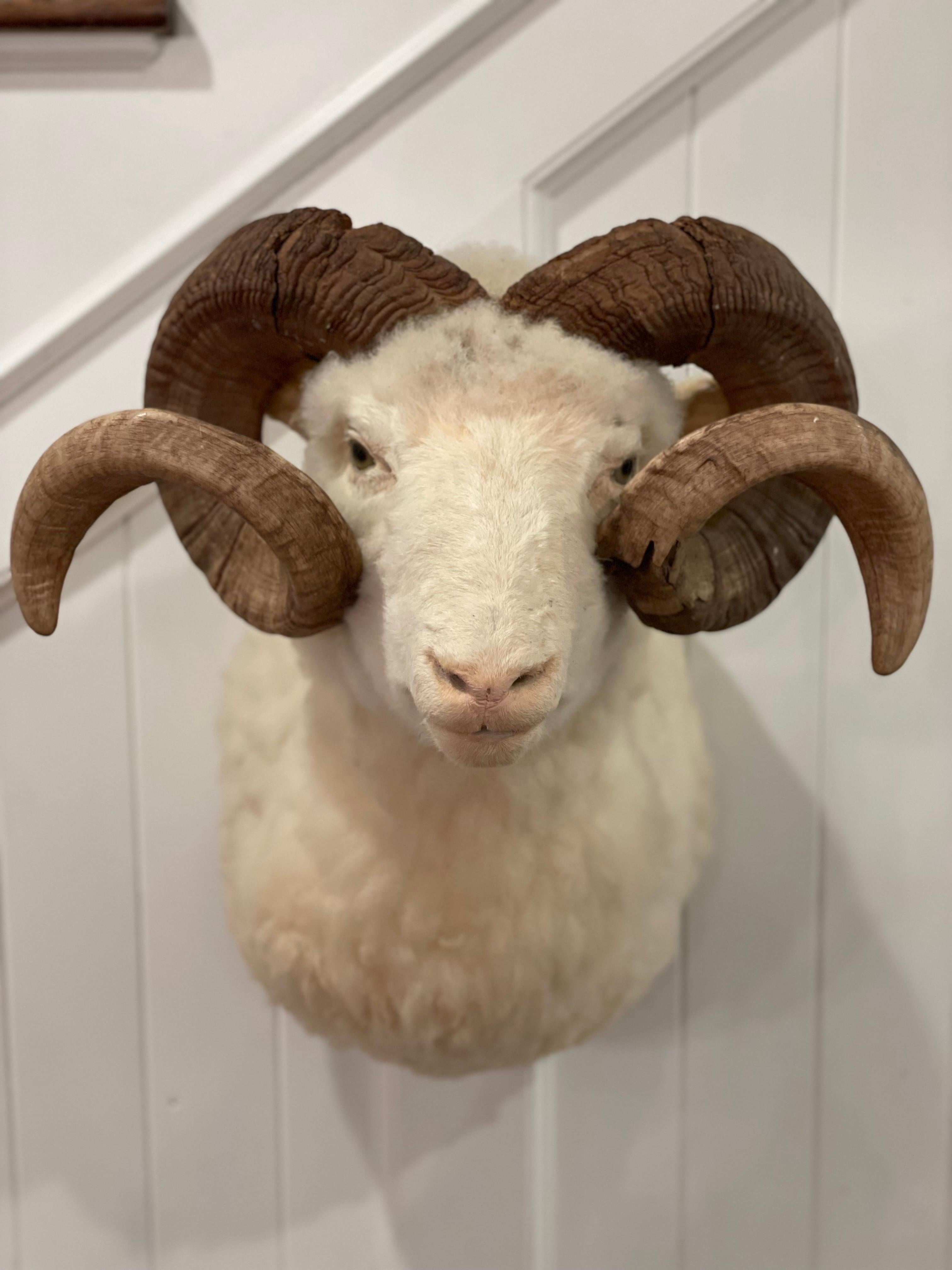 Large Vintage Gorgeous Mid-Century 1960's Sheep Taxidermy Head and Shoulder Wall Mount. 

This gorgeous large vintage sheep was Part of the same estate as an Impala with acquired with a Card on the Back of the mount that said the African Impala was