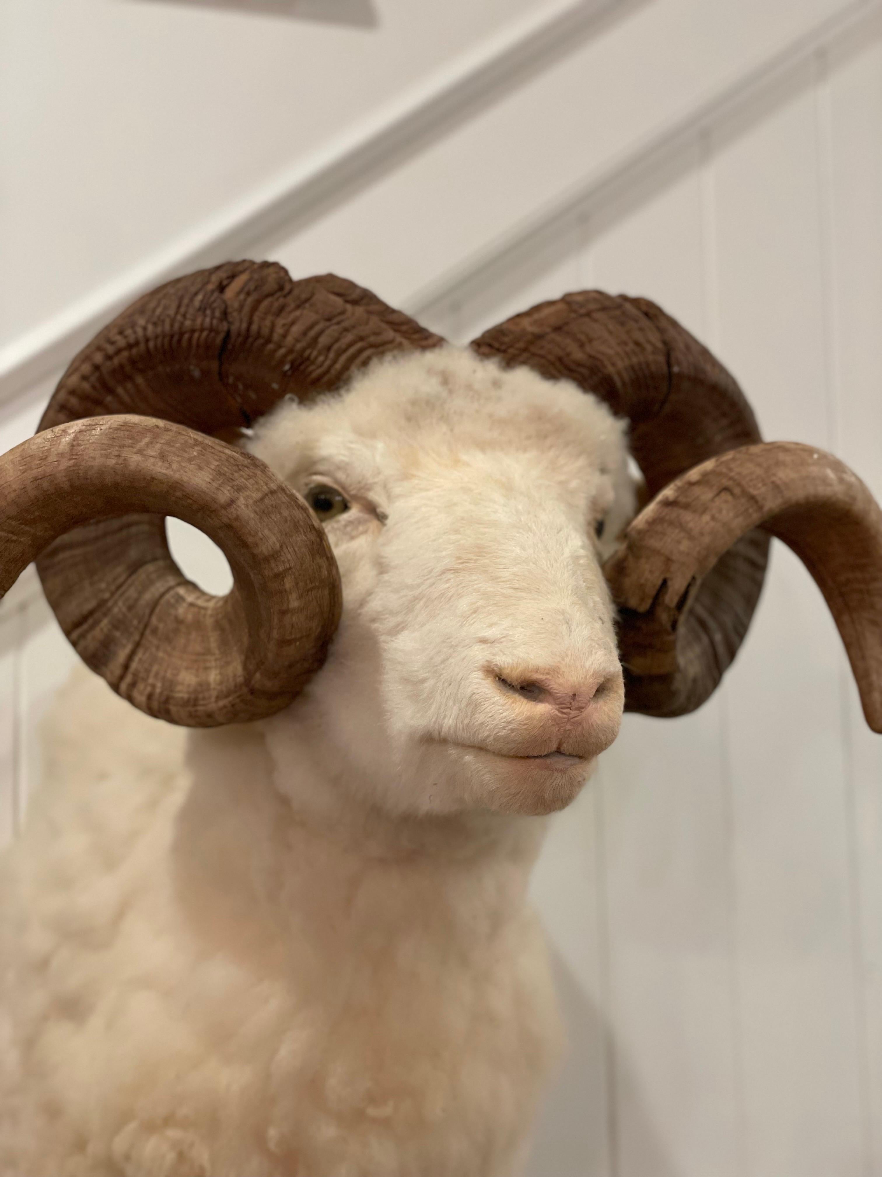 Mid-Century 1960's Ram Sheep Taxidermy Head and Shoulder Wall Mount In Good Condition In Cookeville, TN