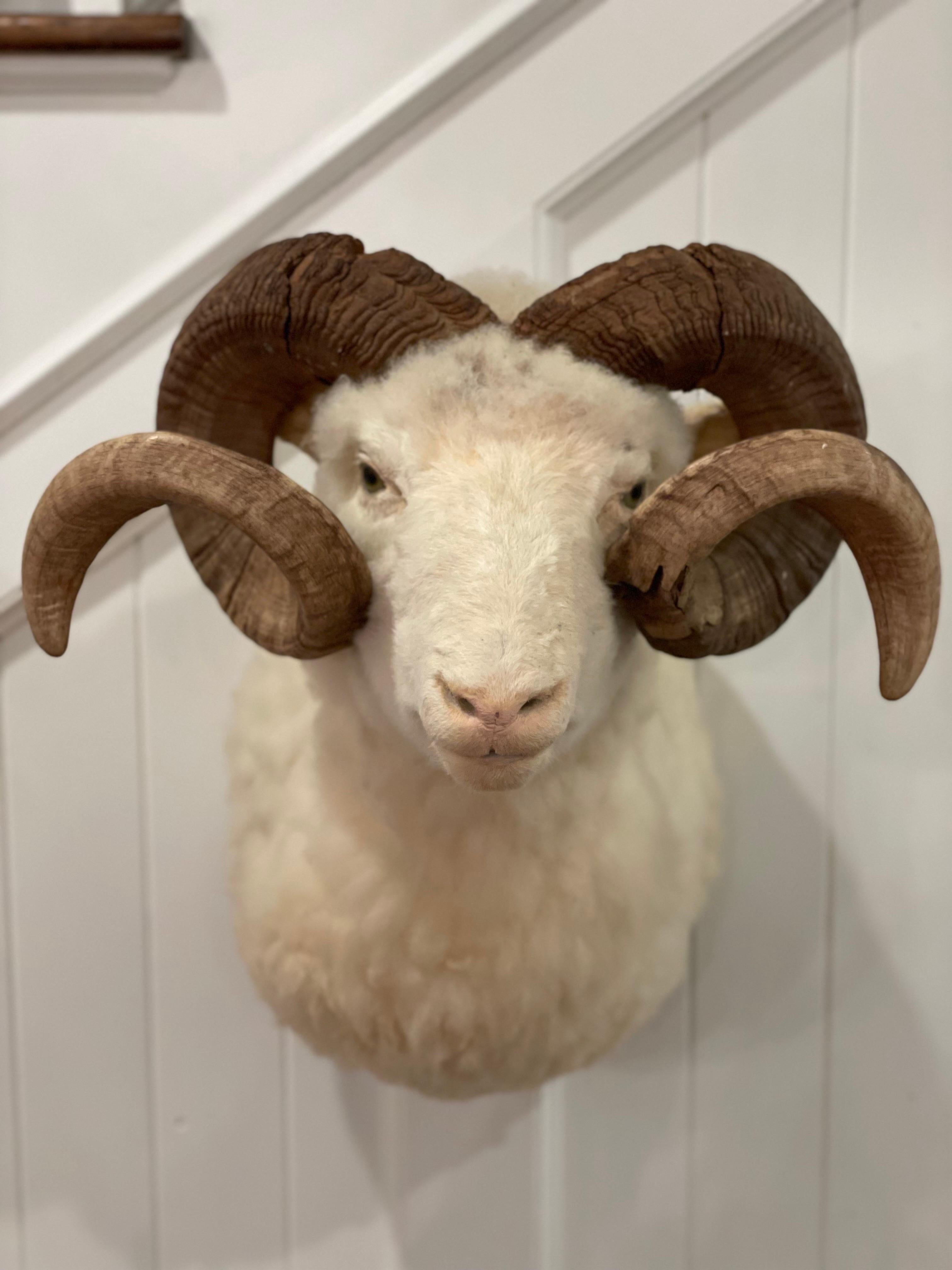 Mid-Century 1960's Ram Sheep Taxidermy Head and Shoulder Wall Mount 1