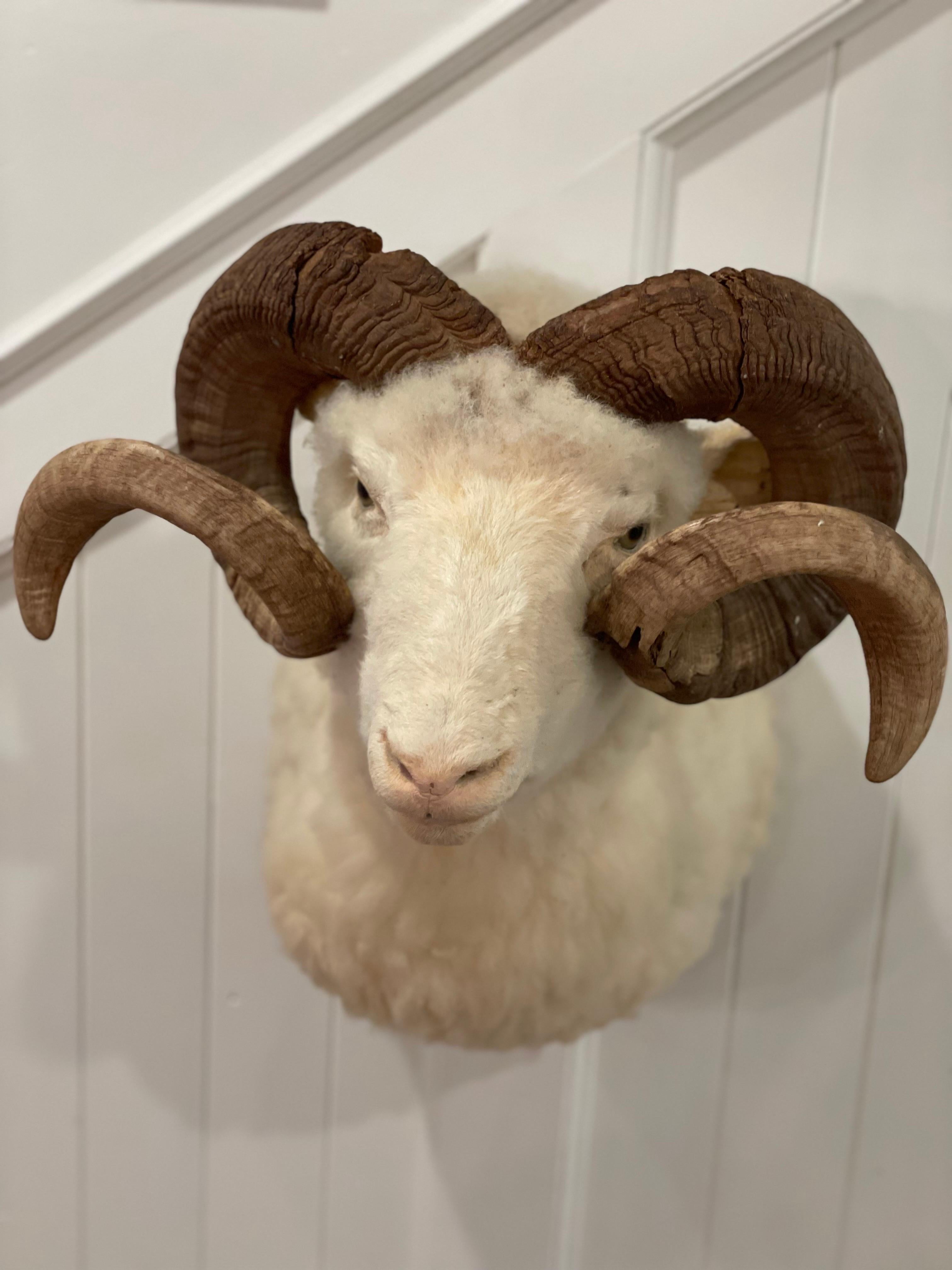 Mid-Century 1960's Ram Sheep Taxidermy Head and Shoulder Wall Mount 2