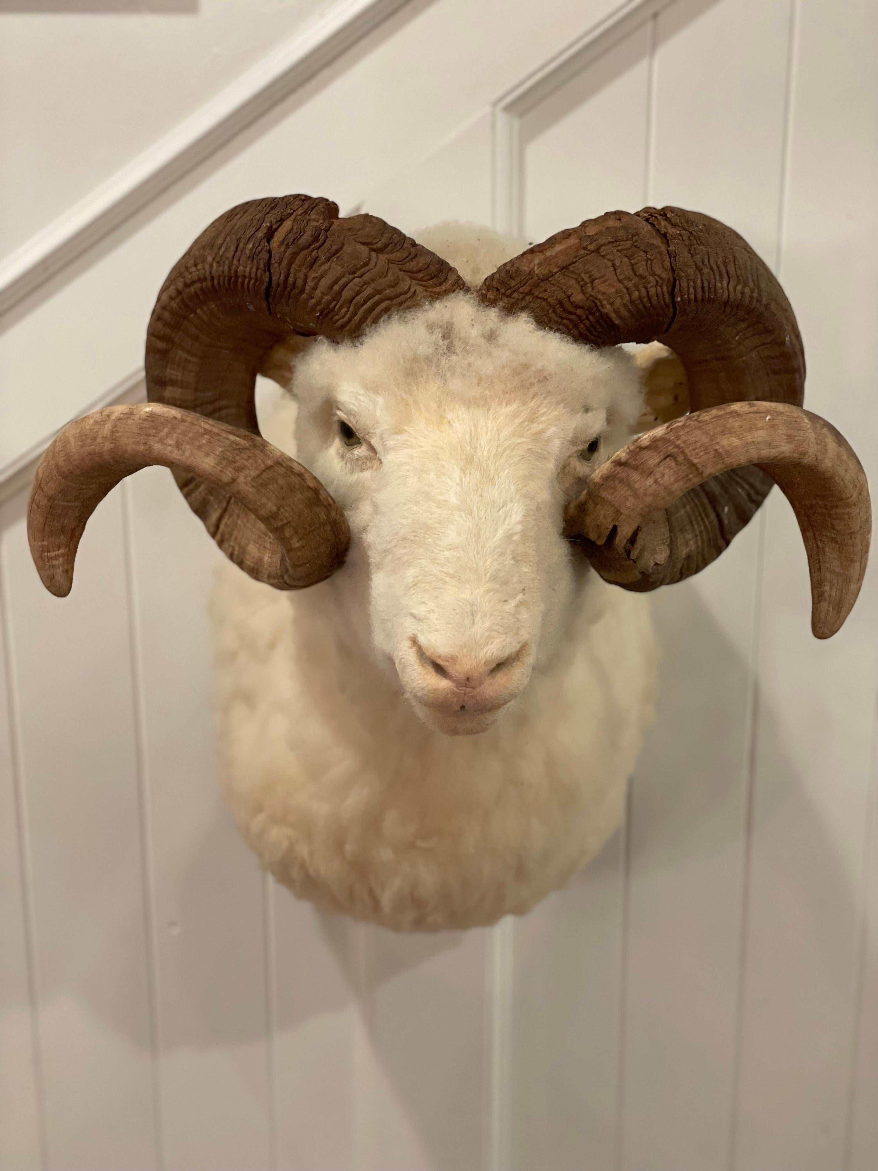 Mid-Century 1960's Ram Sheep Taxidermy Head and Shoulder Wall Mount 3