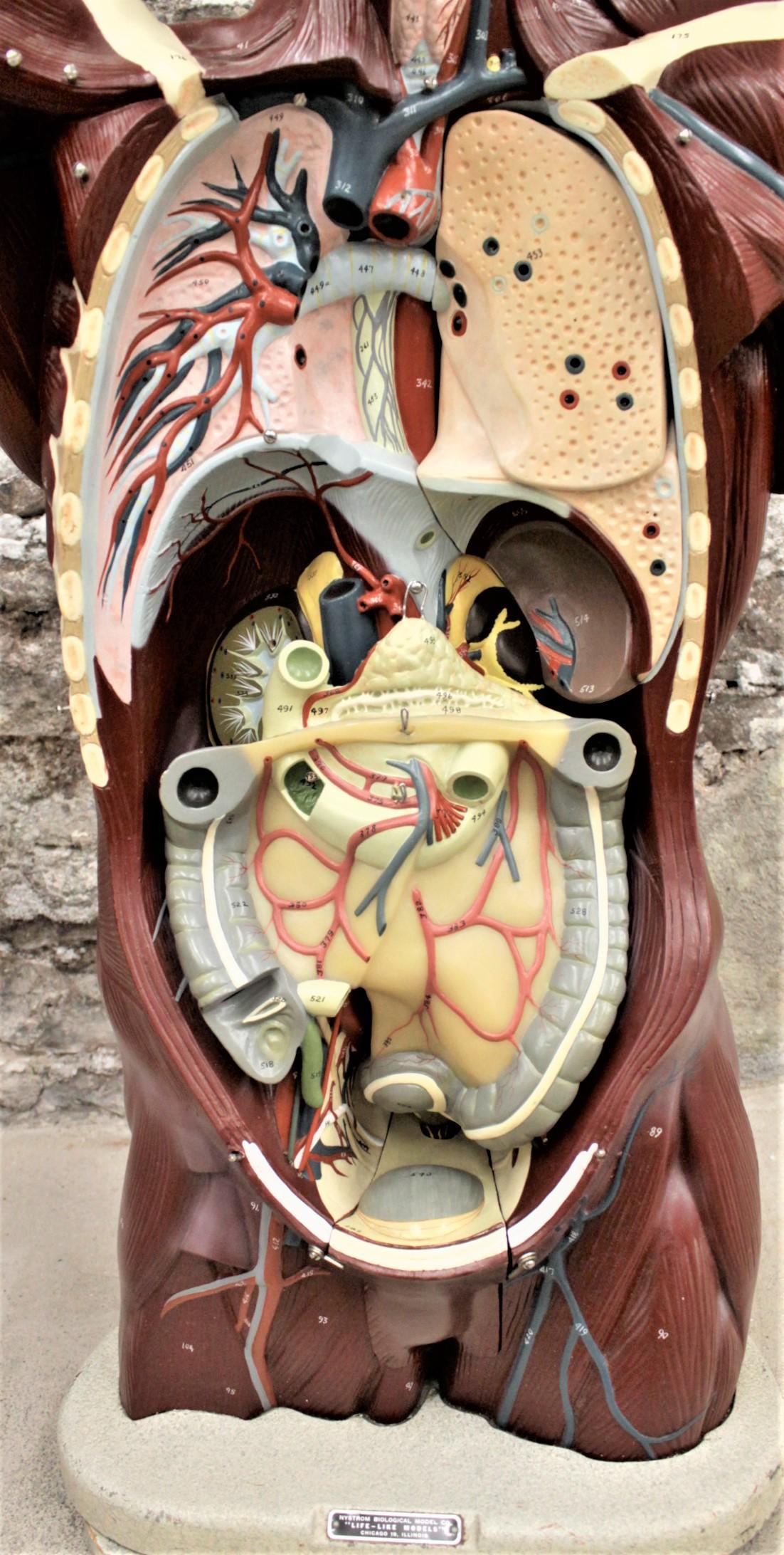 20th Century Midcentury Anatomical 