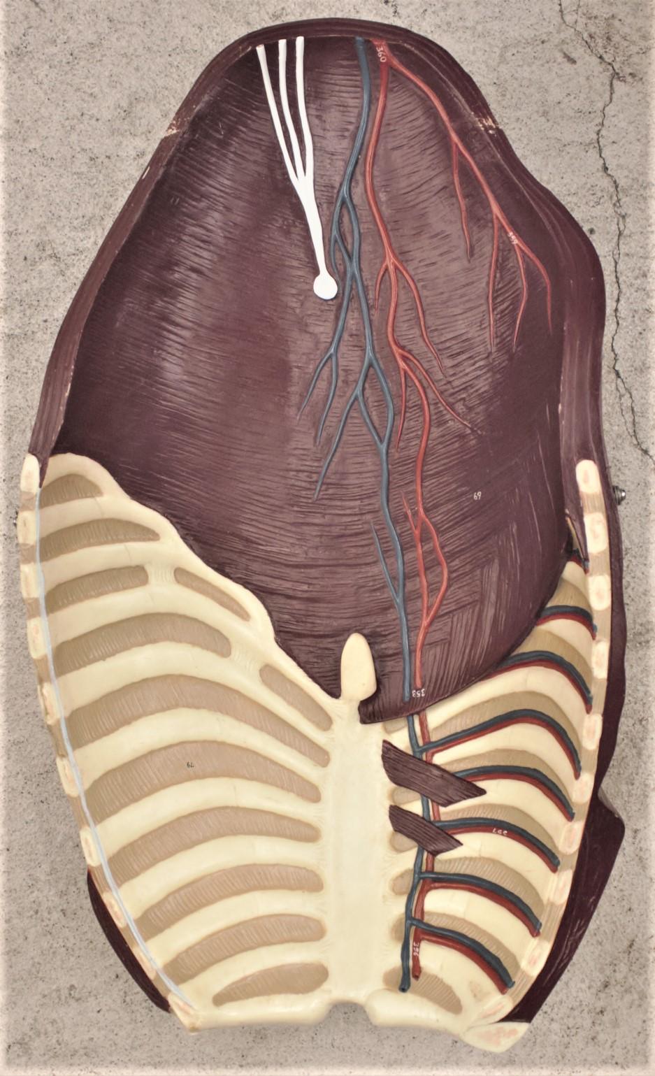 Midcentury Anatomical 