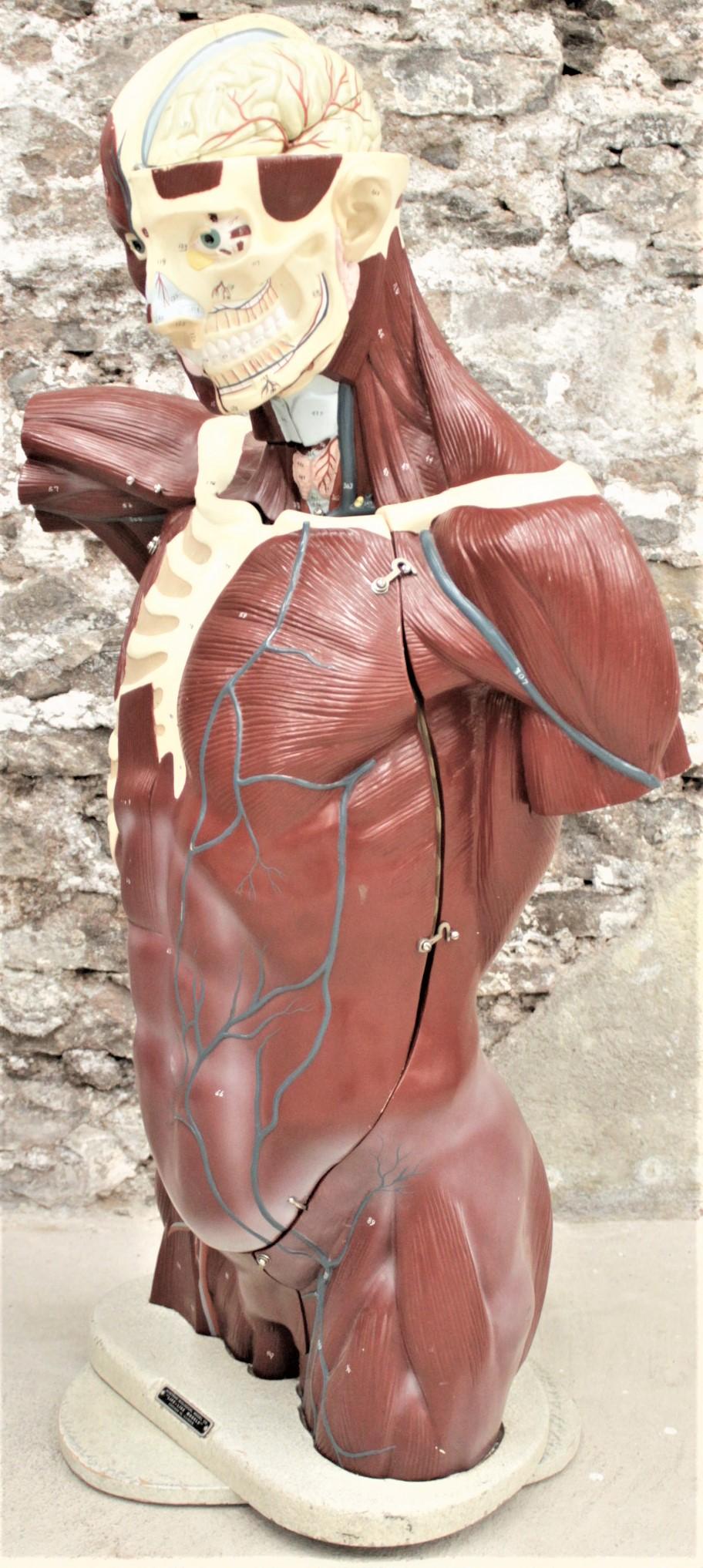 This anatomical medical model was produced by the Nystrom Company of Chicago, U.S.A. in circa 1969 in the period midcentury style. The model is composed entirely of molded rubber of differing densities and has various removable parts and pieces to