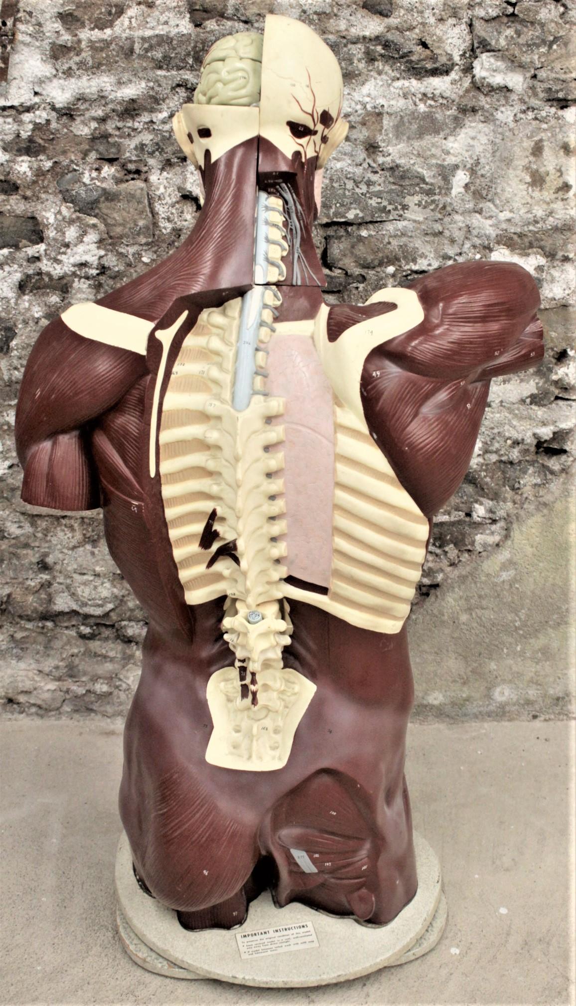 nystrom anatomical model