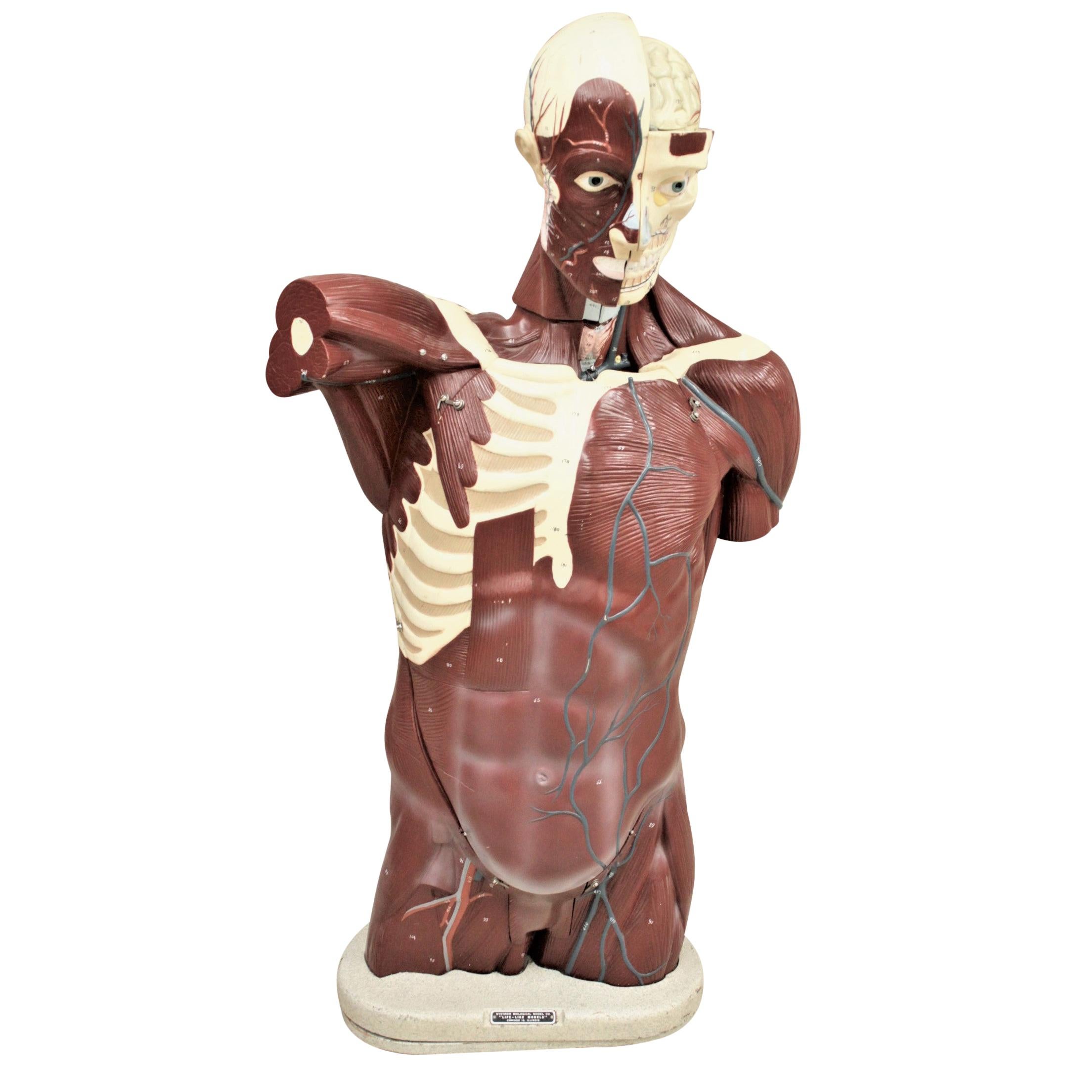 Midcentury Anatomical "Life Like" Medical Model of the Male Torso by Nystrom