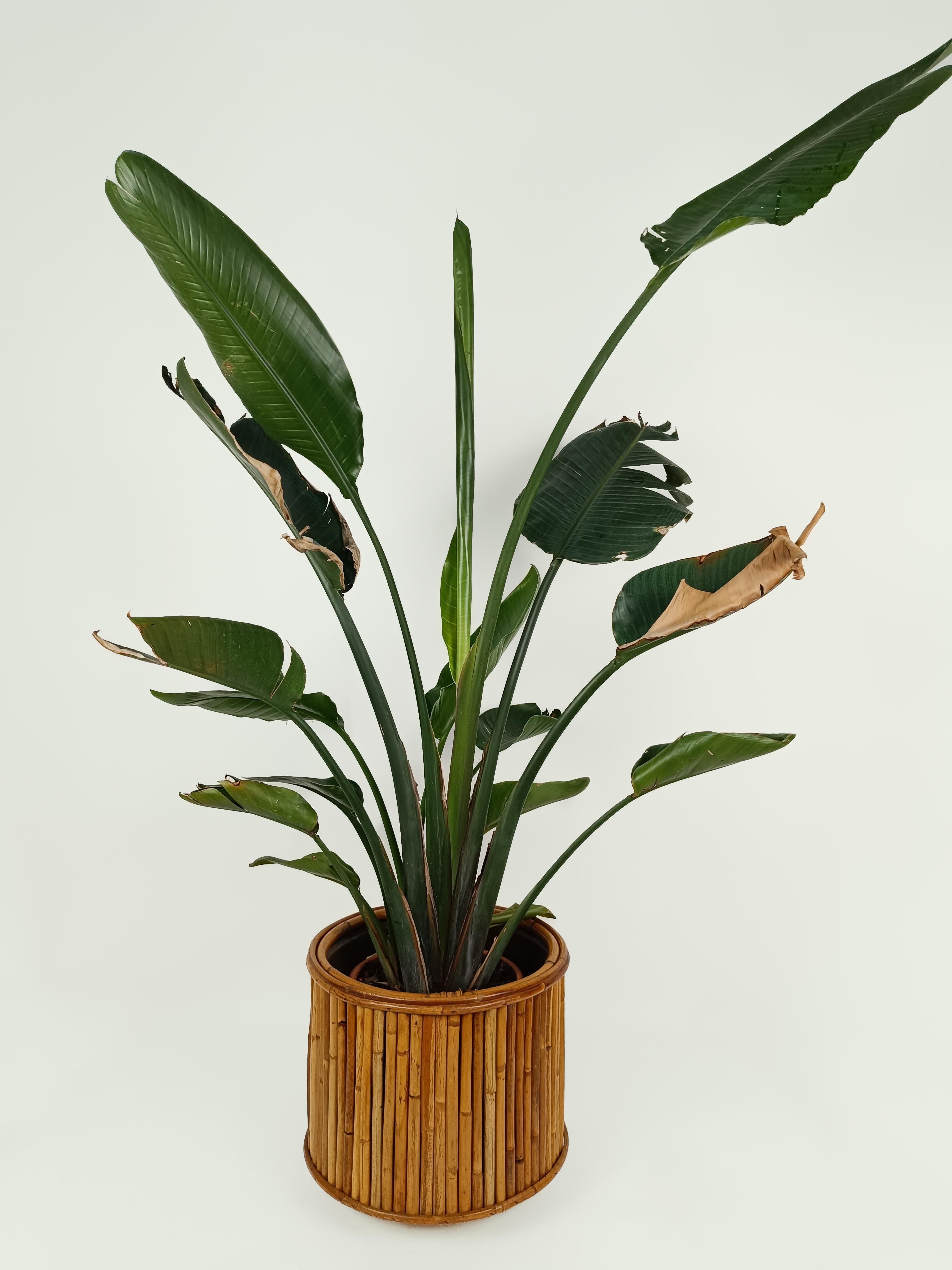 Mid-Century Modern MId Century Bamboo, Cane and Rattan Cachepot Vase Plant Holder , Italy 1970s
