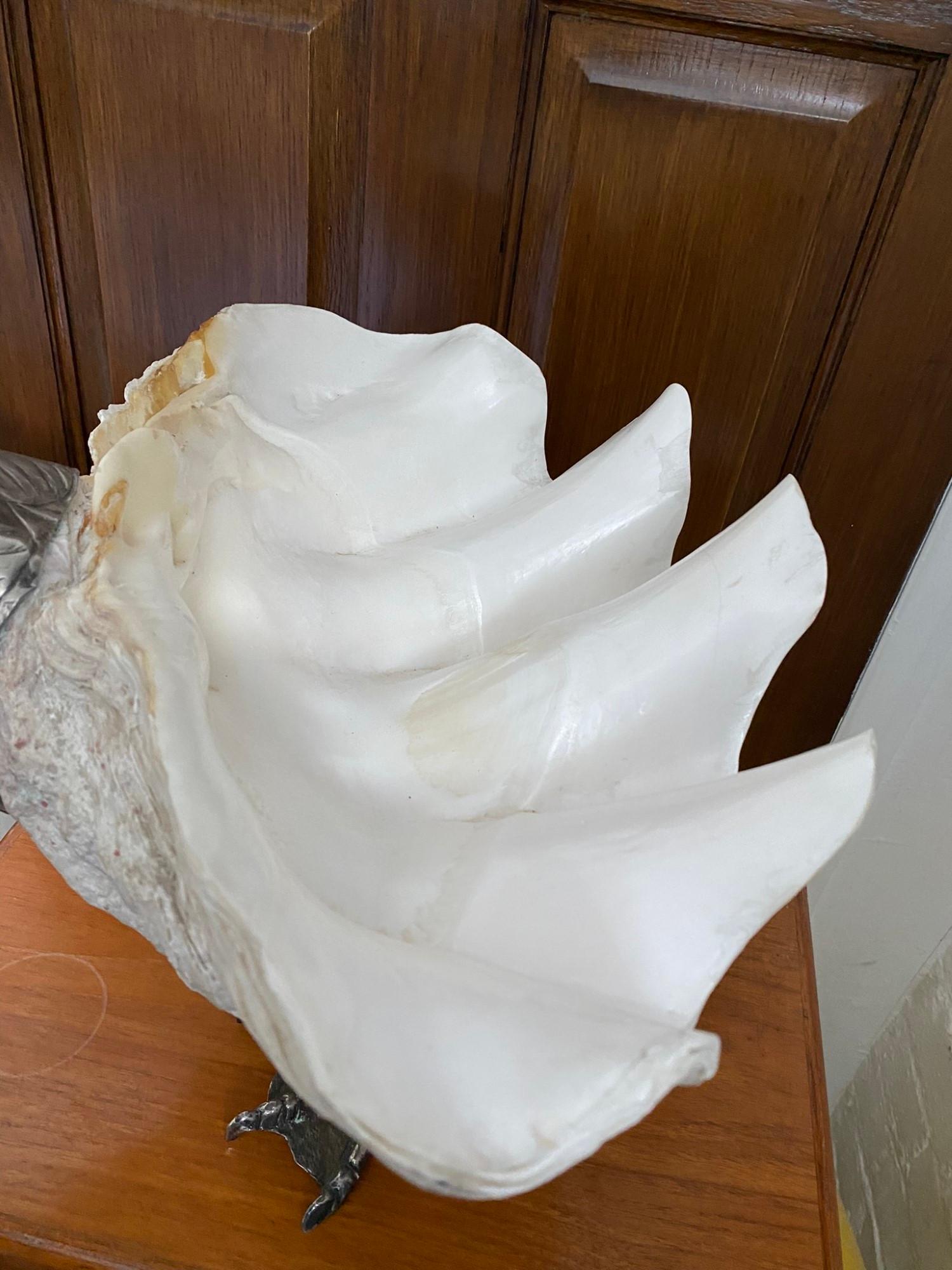 Midcentury Bird Sculpture by Gabriella Binazzi with Giant Clam Shell, Italian 8