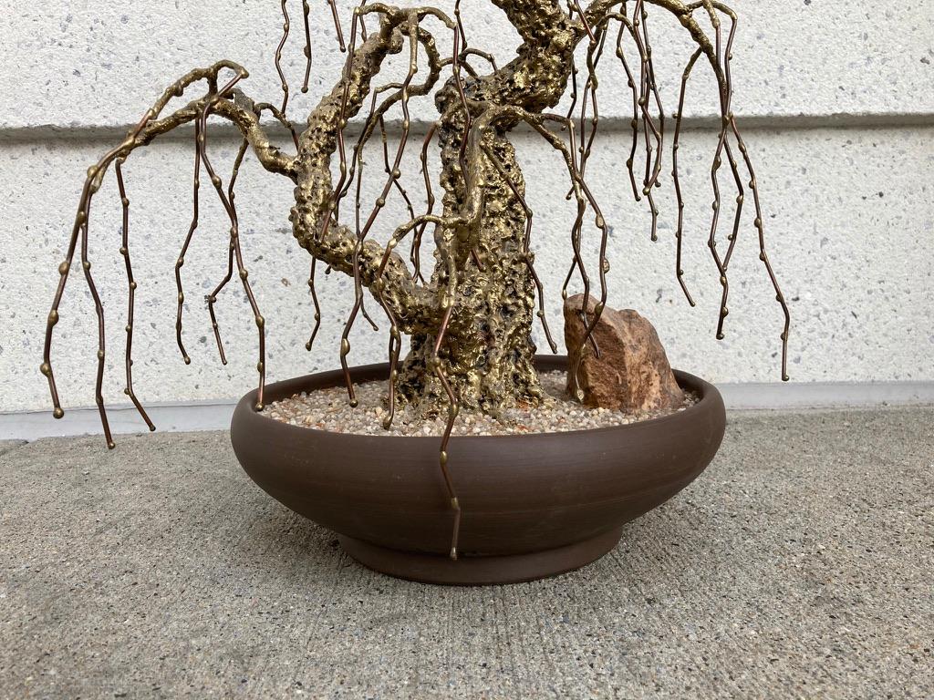 bonsai gaya weeping