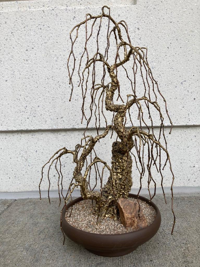 bonsai aspen tree