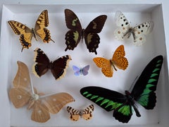 Mid-Century Schmetterling Exemplar Wand Display Schatten Box