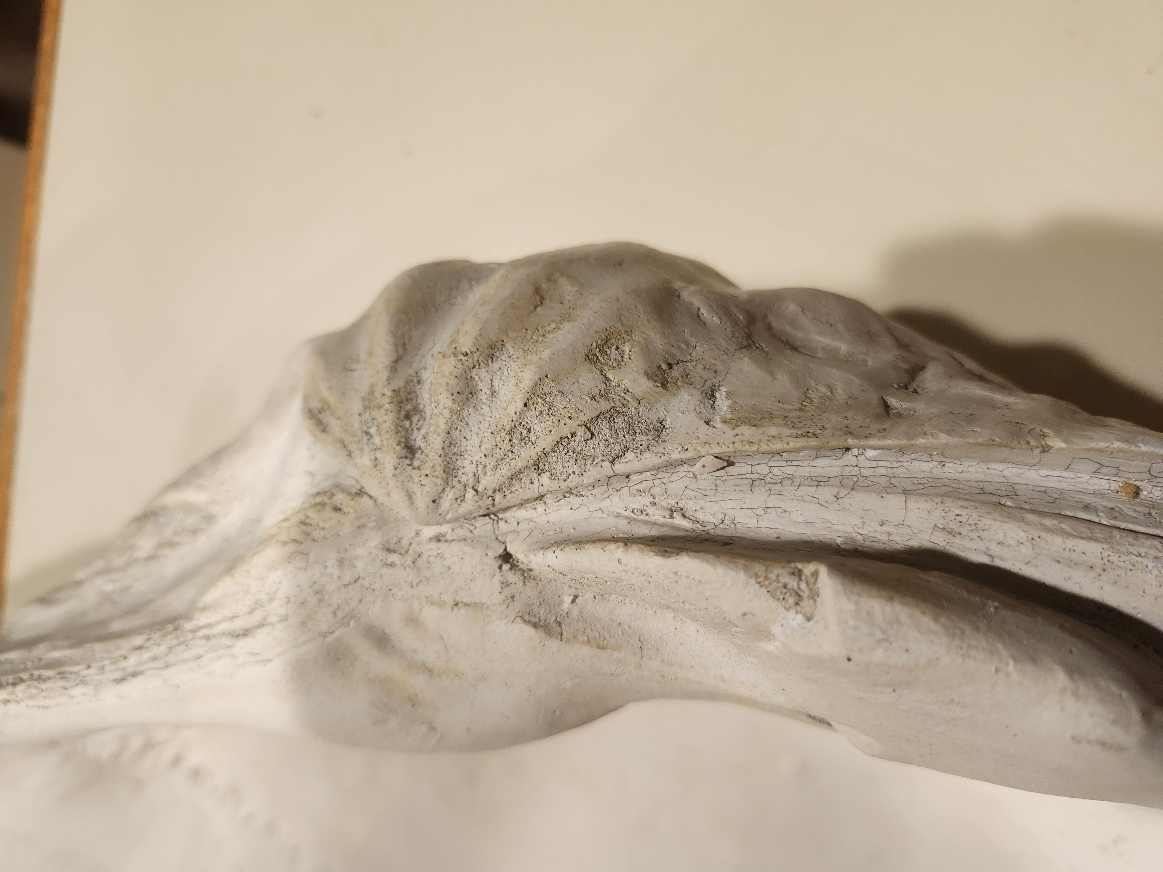 Mid-20th Century Mid Century Cast Plaster Sculptural Giant Clam 
