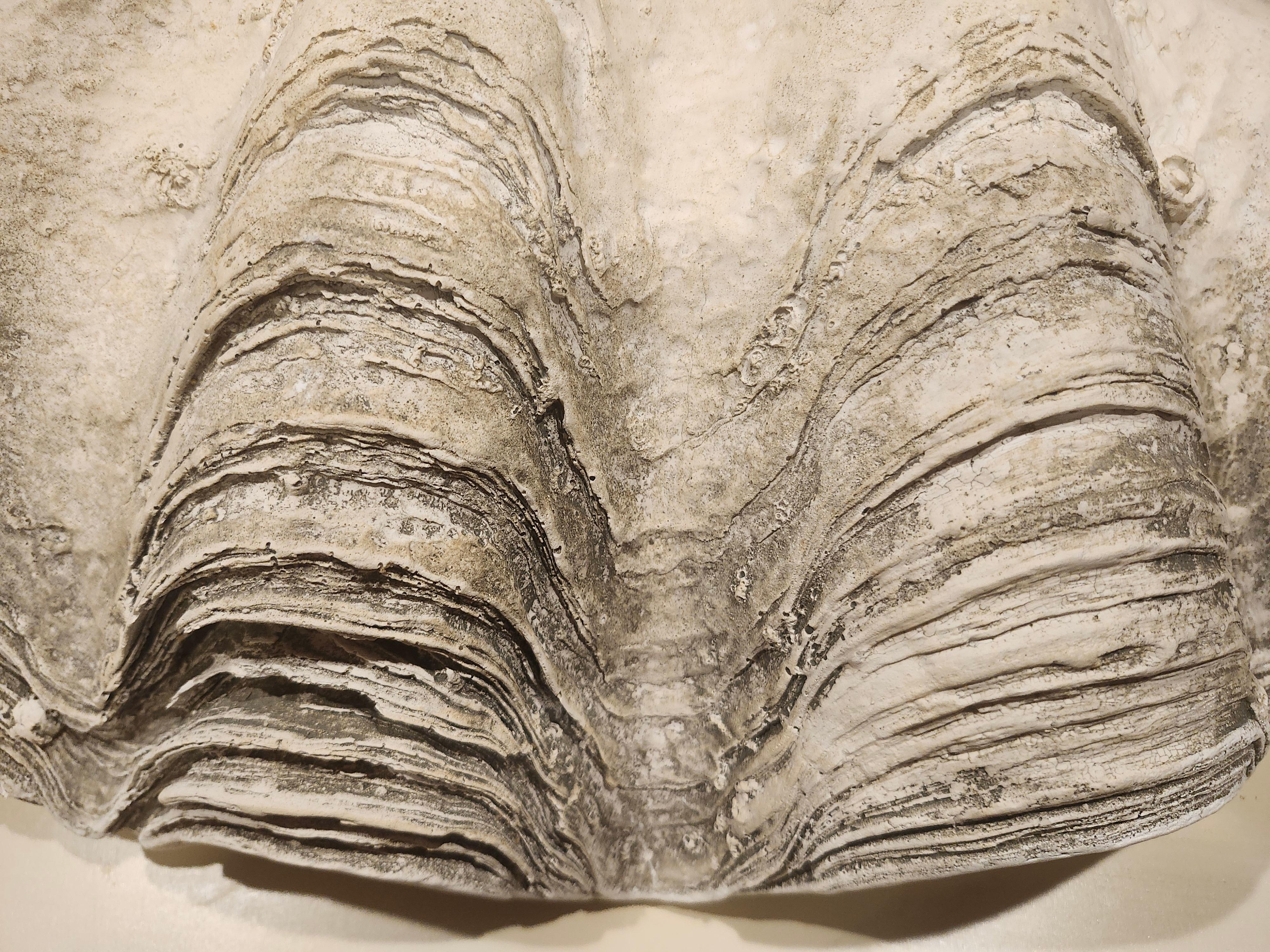Mid Century Cast Plaster Sculptural Giant Clam 