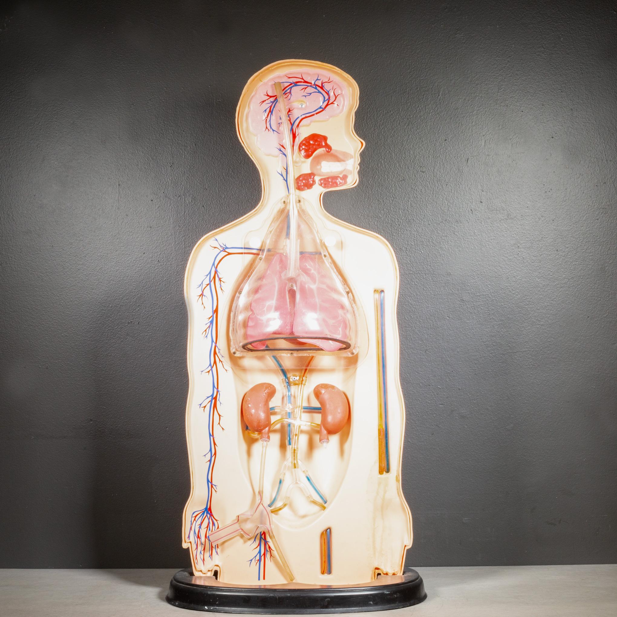 CIRCA

Un originale modello didattico anatomico per l'aula che si divide a metà per mostrare i vari organi e vene collegati al sistema respiratorio. I polmoni si gonfiano soffiando in un tubo, illustrando alla classe il loro funzionamento. Vari tubi