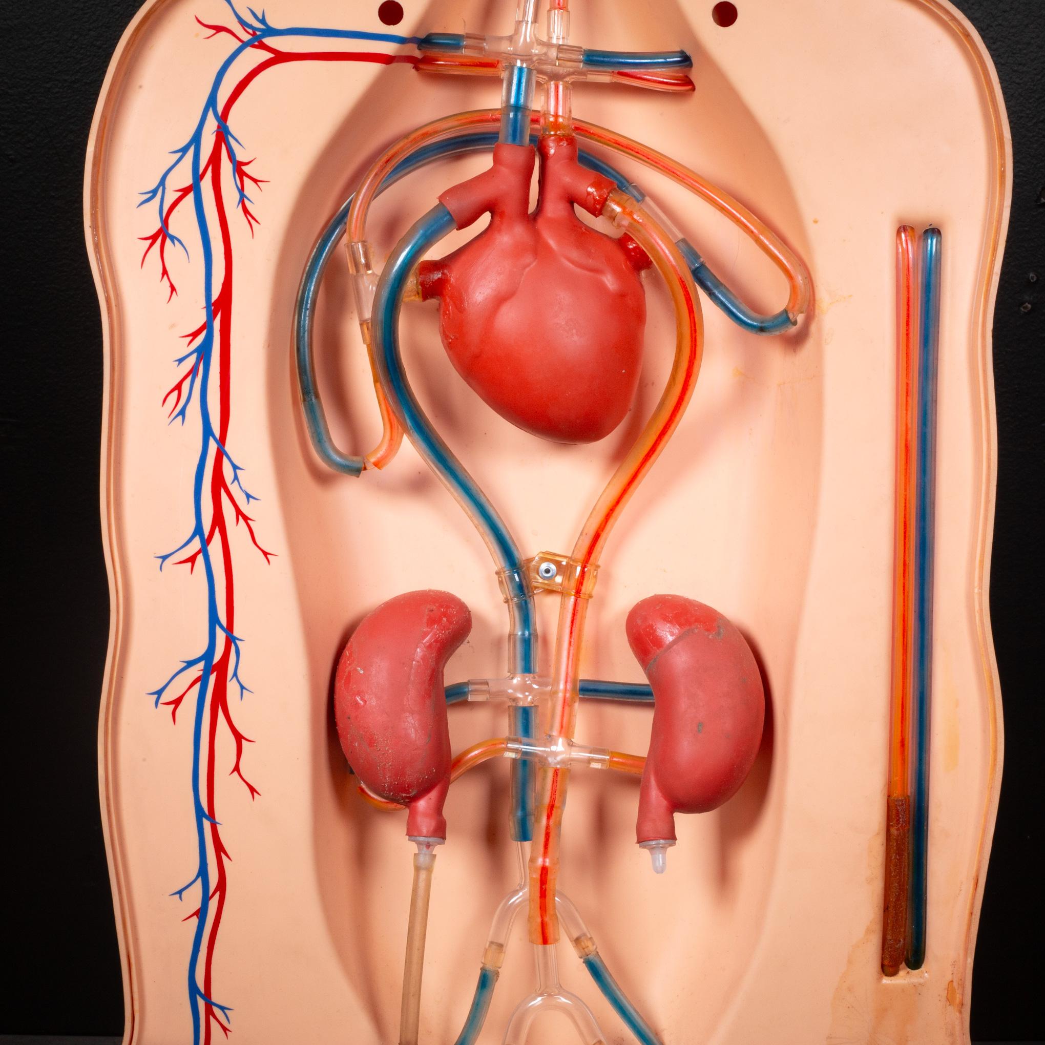 Mid-Century moderno Modello anatomico per l'insegnamento della respirazione di metà secolo, 1950 ca. in vendita