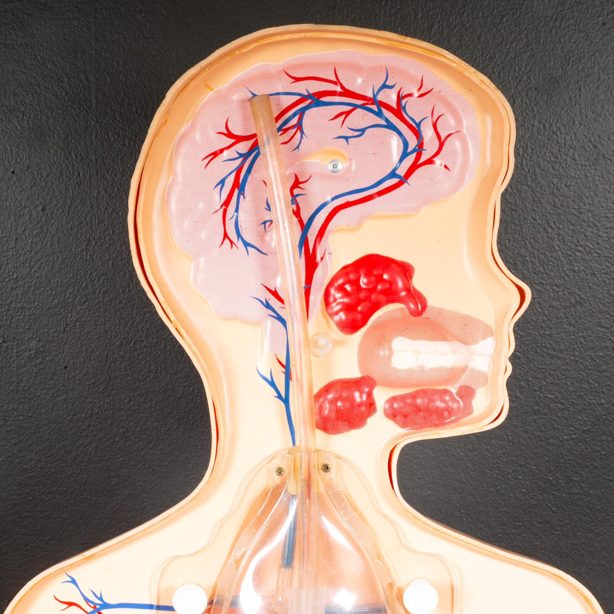 Modello anatomico per l'insegnamento della respirazione di metà secolo, 1950 ca. In condizioni buone in vendita a San Francisco, CA