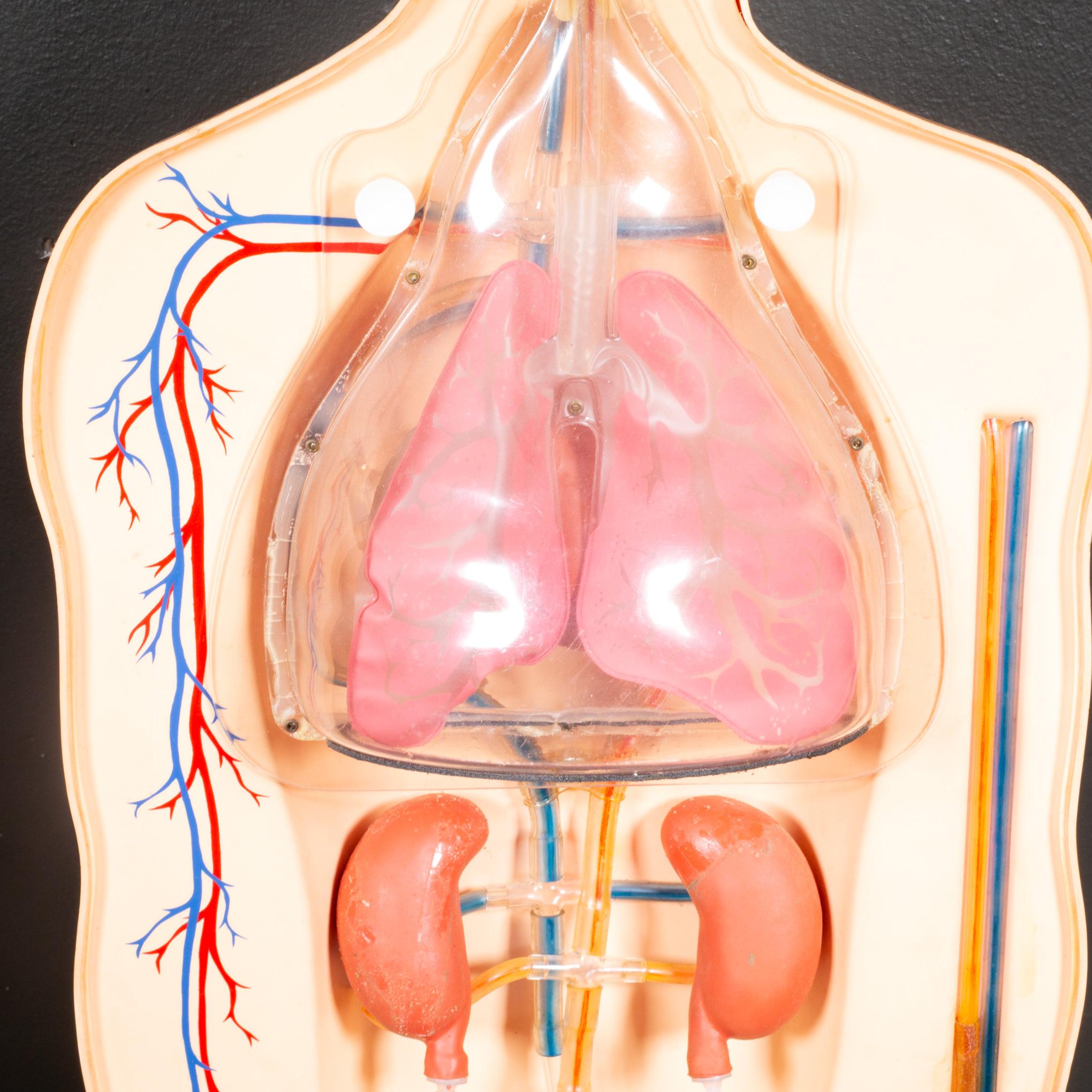 XX secolo Modello anatomico per l'insegnamento della respirazione di metà secolo, 1950 ca. in vendita