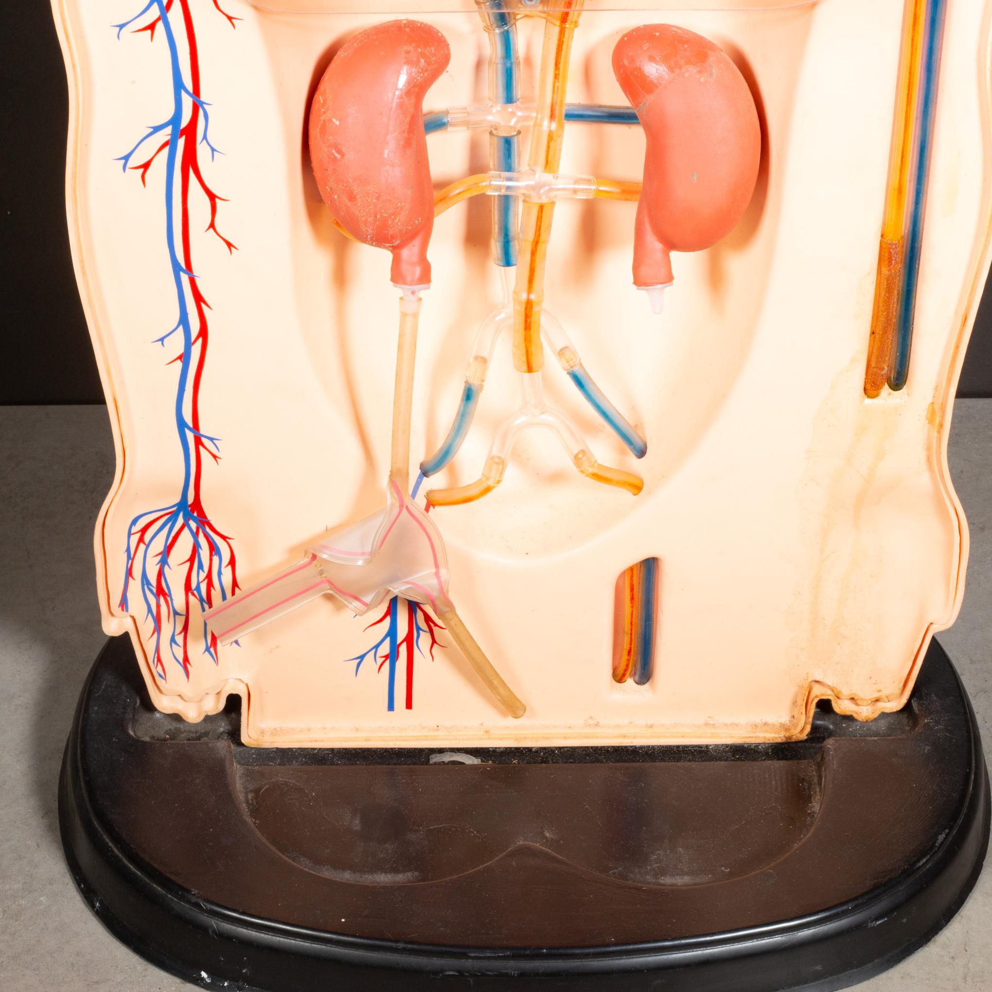Plastica Modello anatomico per l'insegnamento della respirazione di metà secolo, 1950 ca. in vendita