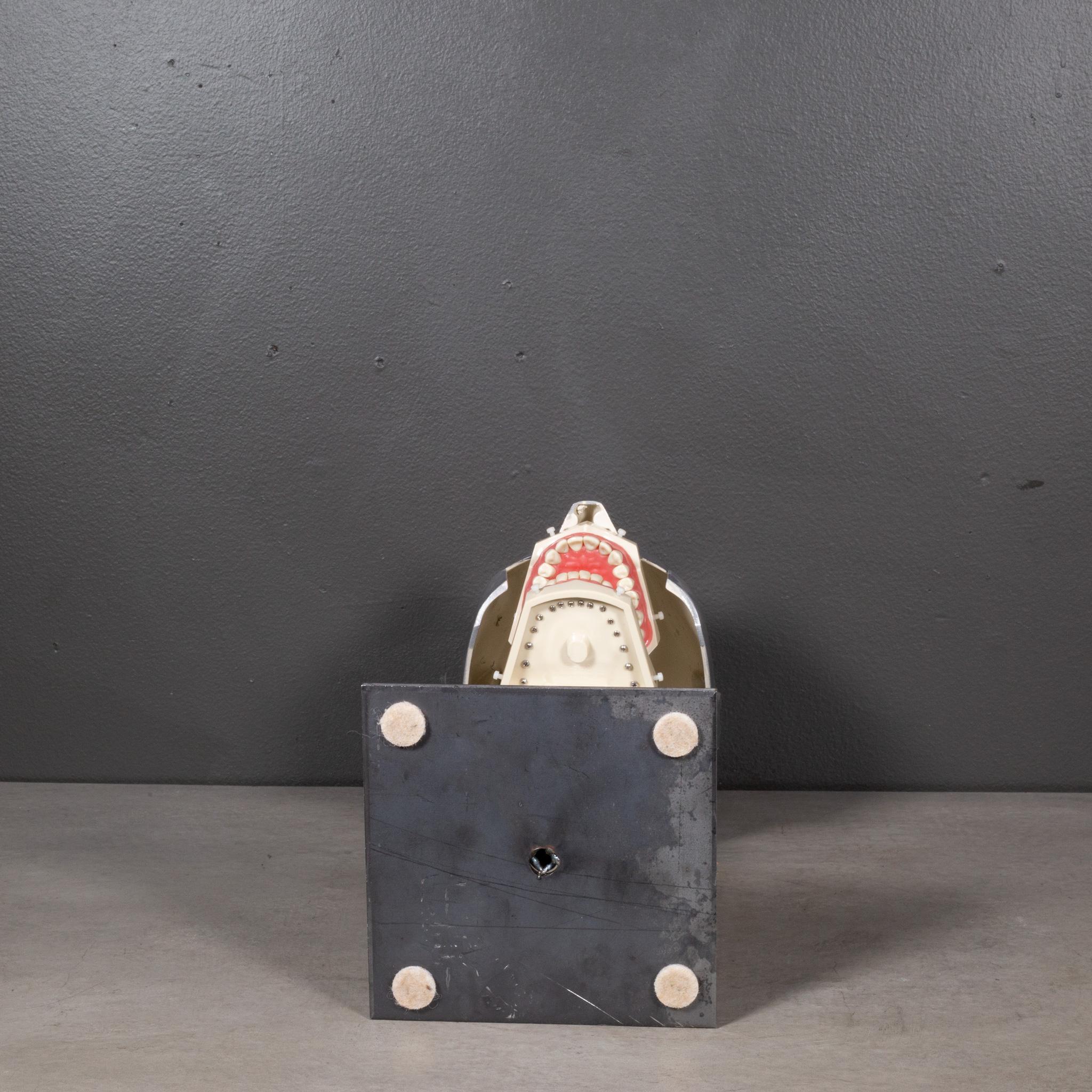 Mid-century Dental Phantom Head Model on Custom Stand c.1960s In Good Condition In San Francisco, CA