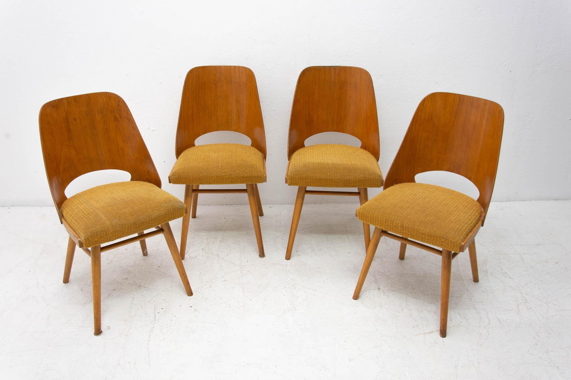 Bentwood  Mid Century dining chairs designed by Radomír Hofman for TON, 1960´s, Czech.