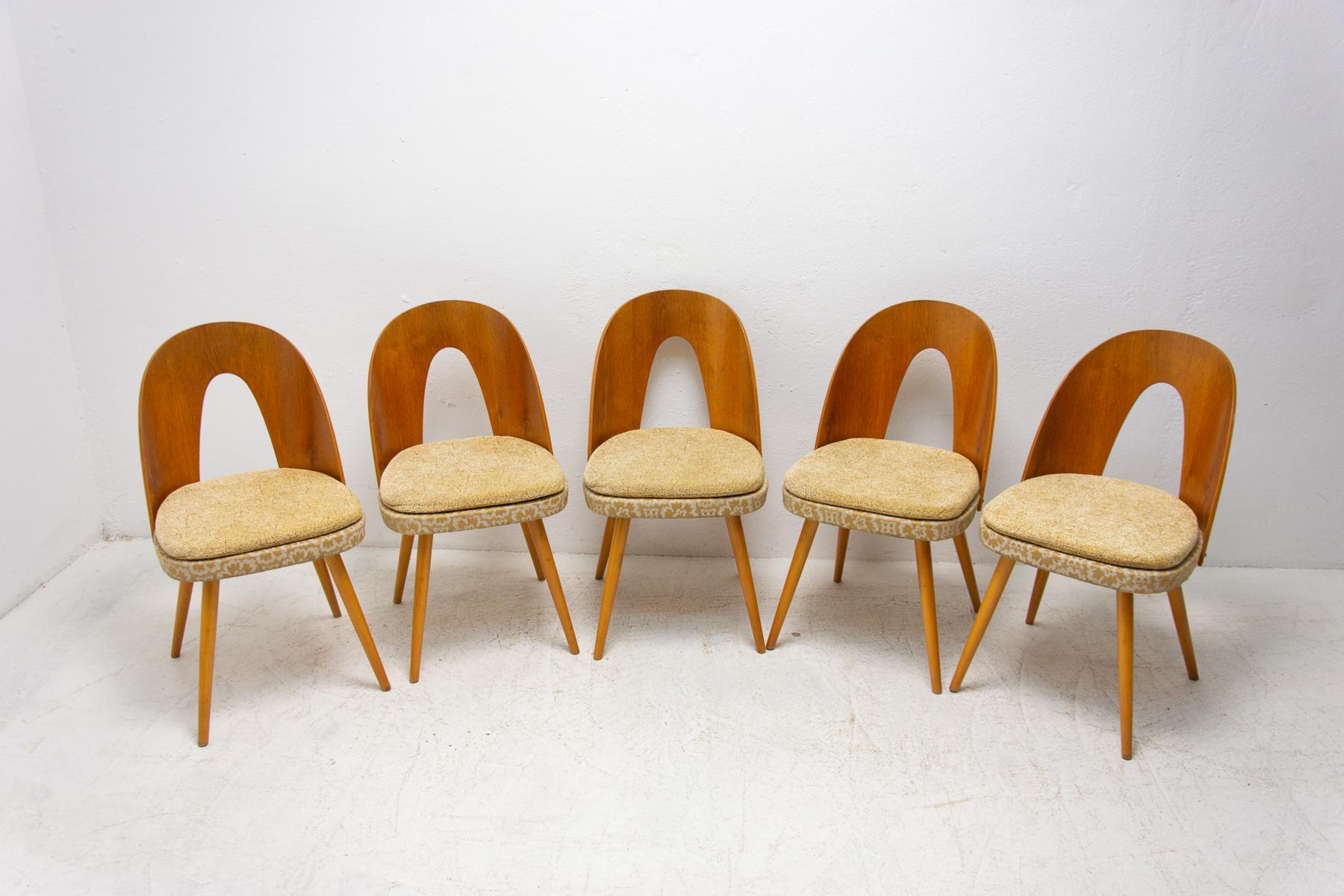 Mid-Century Modern Mid Century Dinning Chairs by Antonín Šuman for Tatra Nábytok, Set of 5