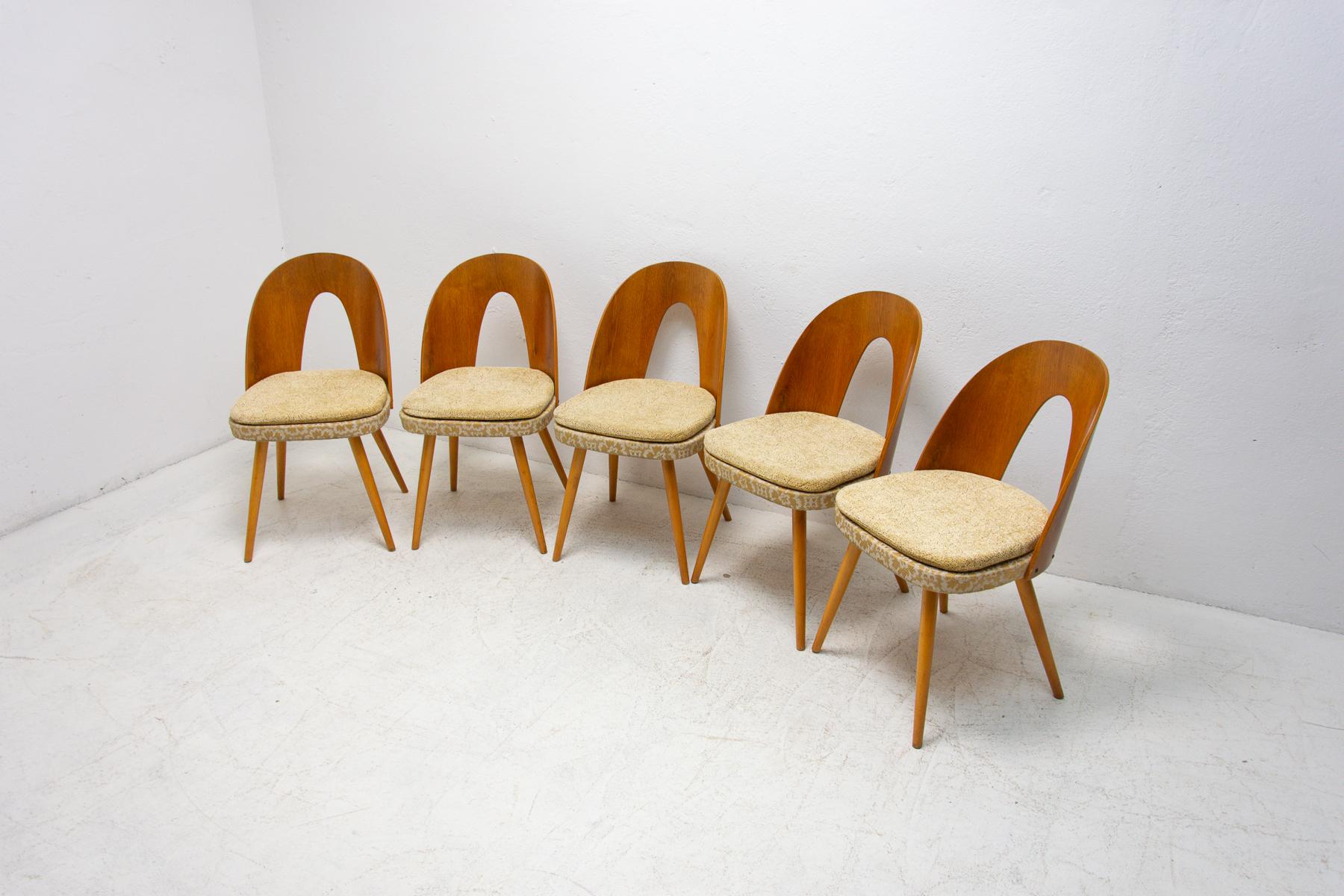Czech Mid Century Dinning Chairs by Antonín Šuman for Tatra Nábytok, Set of 5