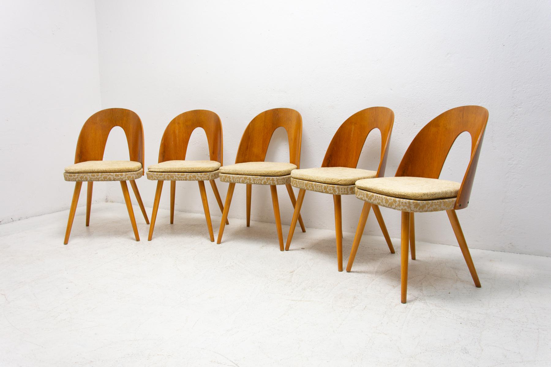 Mid Century Dinning Chairs by Antonín Šuman for Tatra Nábytok, Set of 5 In Good Condition In Prague 8, CZ