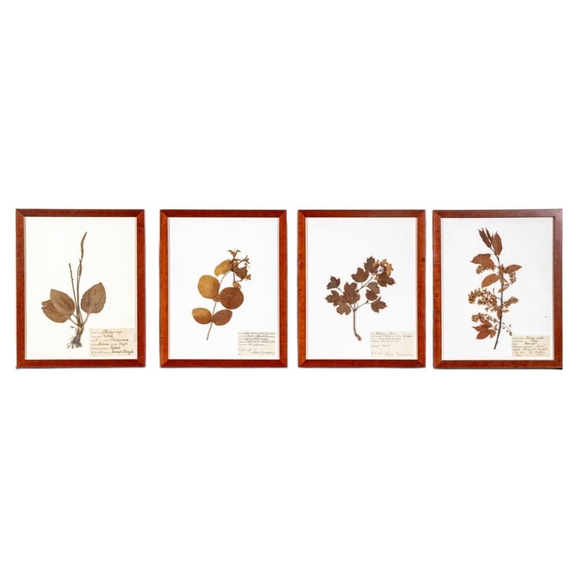Mid Century Finnish Dried, Pressed and Framed Botanical Specimens For Sale