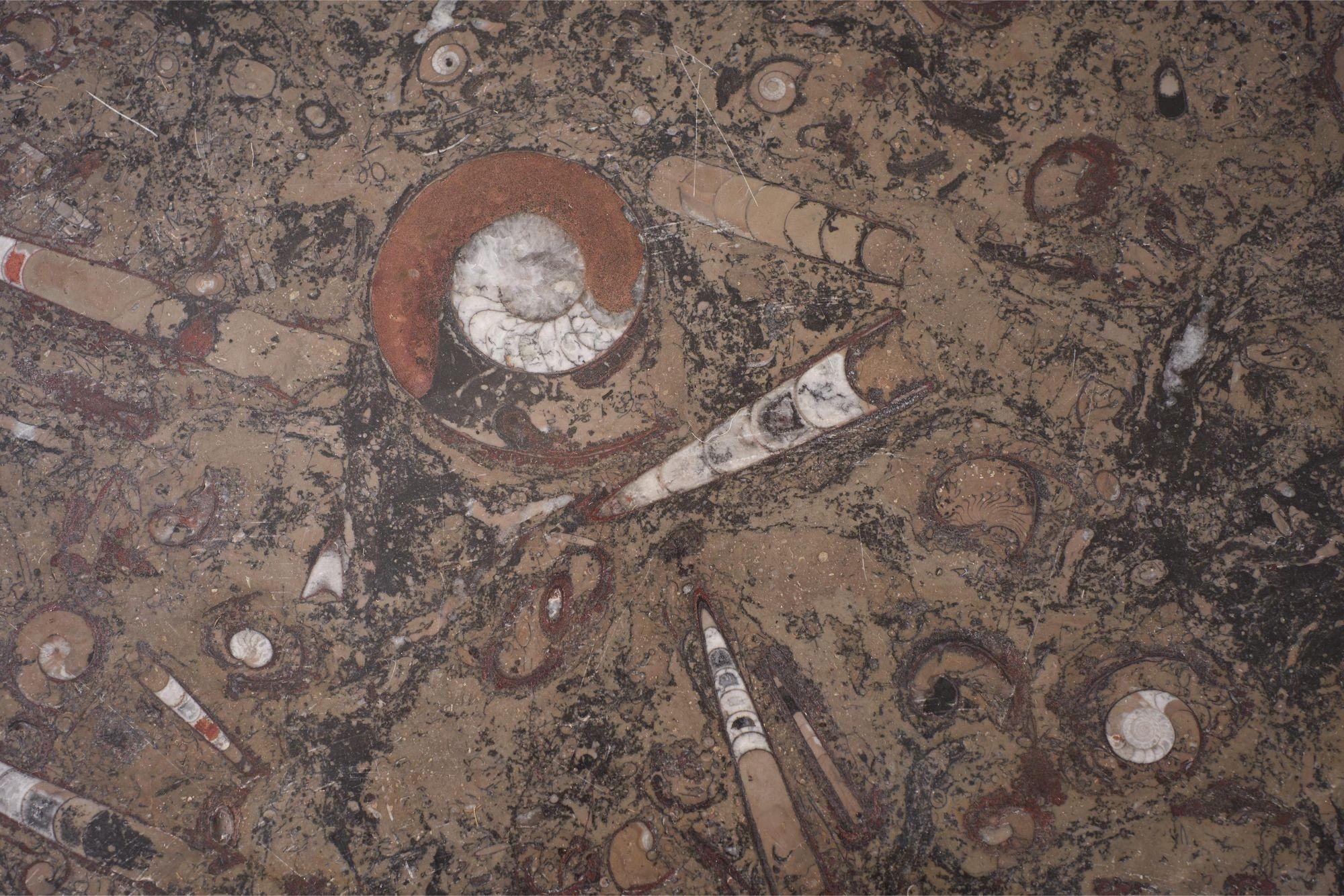 Konsolentisch aus Fossil-Marmor aus der Mitte des Jahrhunderts mit Metallsockel 9