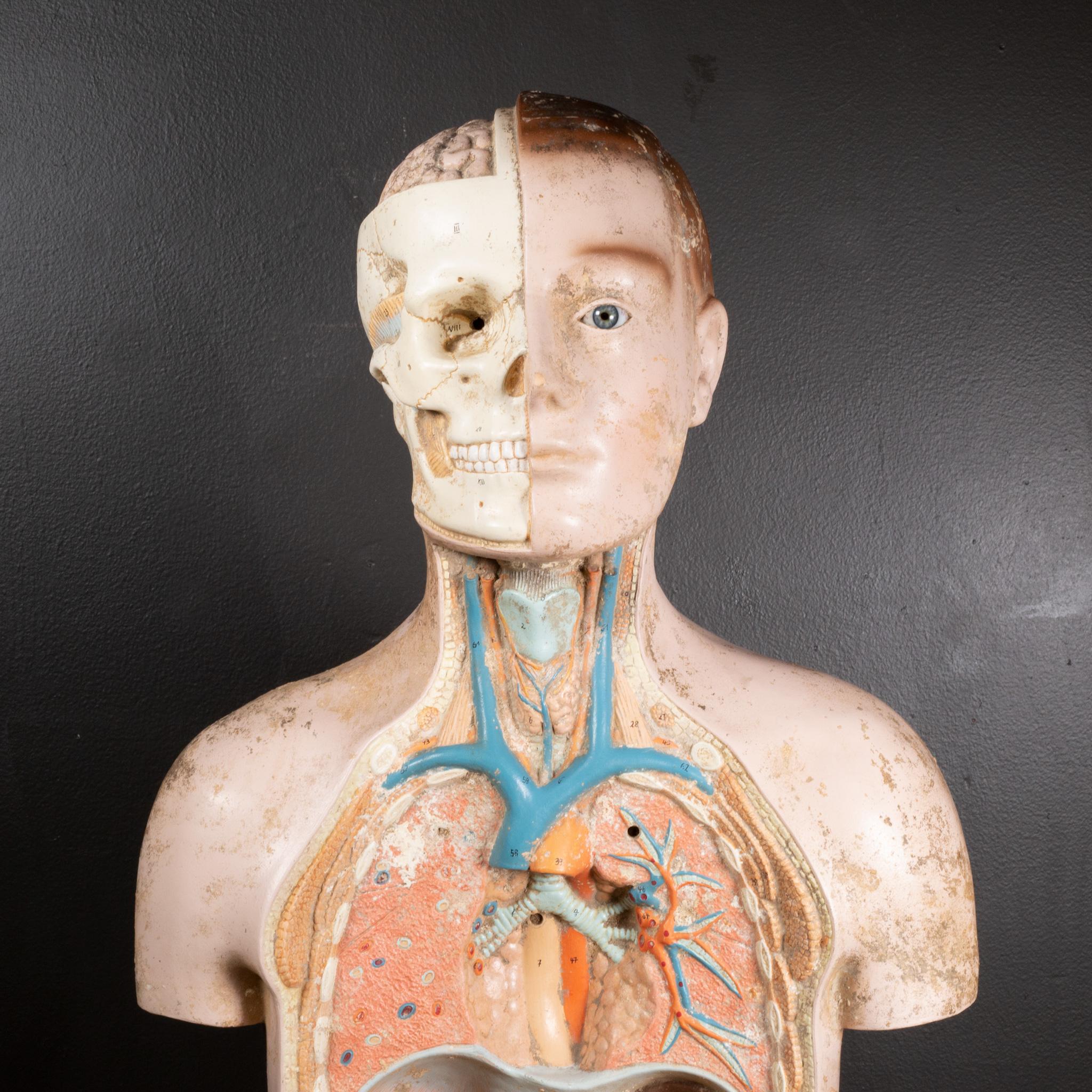 Midcentury French Anatomical Medical Teaching Display, circa 1950 In Good Condition For Sale In San Francisco, CA
