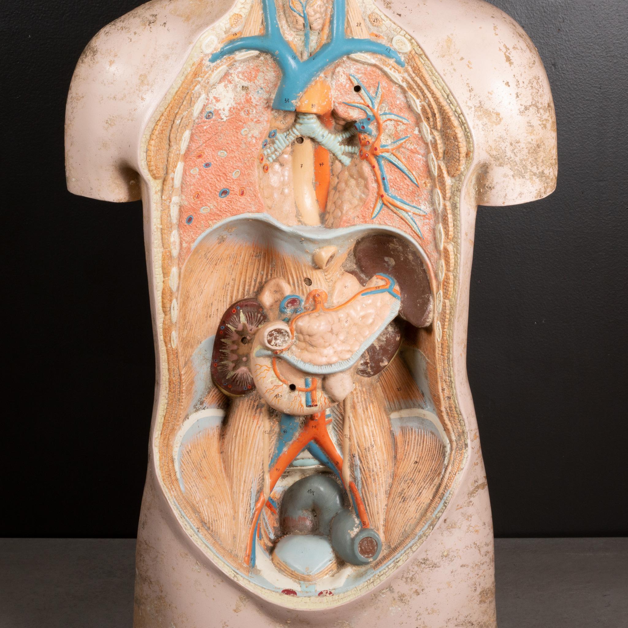 20th Century Midcentury French Anatomical Medical Teaching Display, circa 1950 For Sale