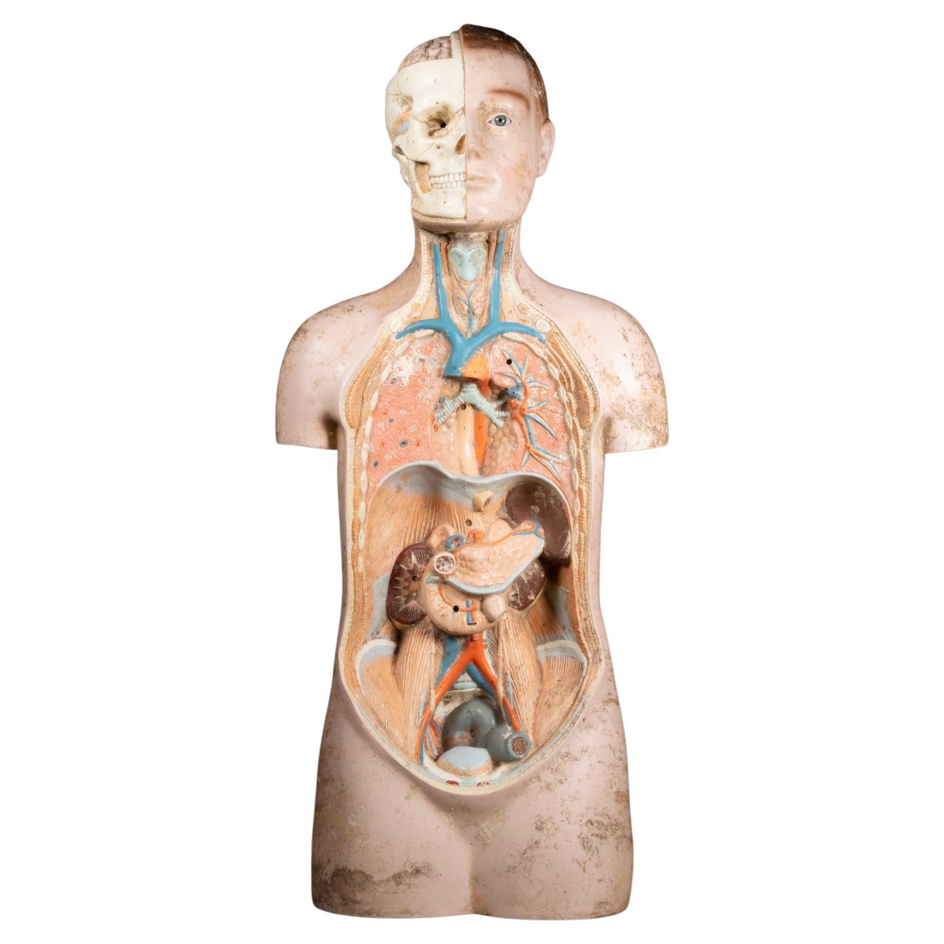 Midcentury French Anatomical Medical Teaching Display, circa 1950 For Sale