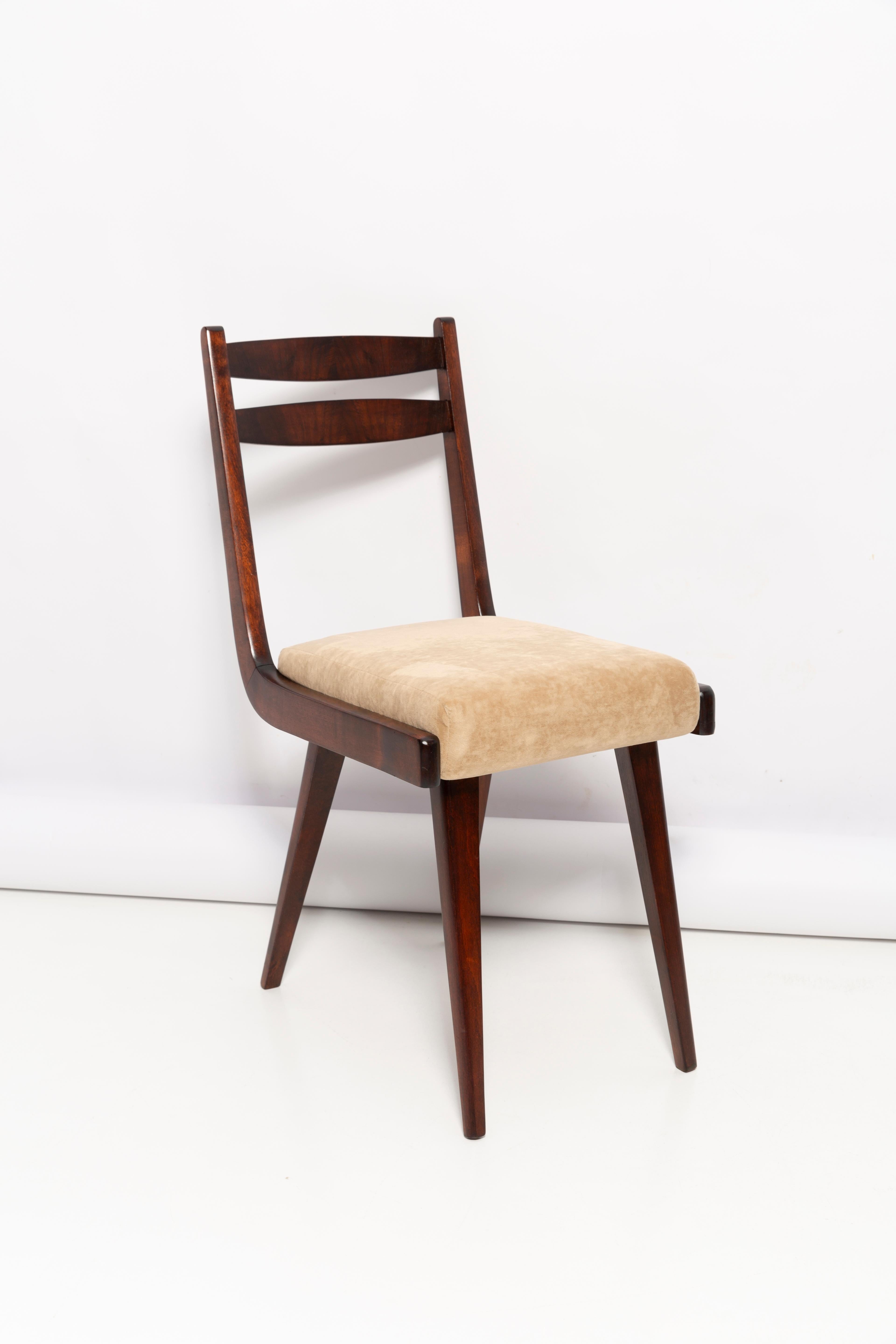 Chairs designed by prof. Rajmund Halas. They have been made of beechwood. They have undergone a complete upholstery renovation, the woodwork has been refreshed. Seats were dressed in beige soft velvet. They are stabile and very shapely. Chairs were
