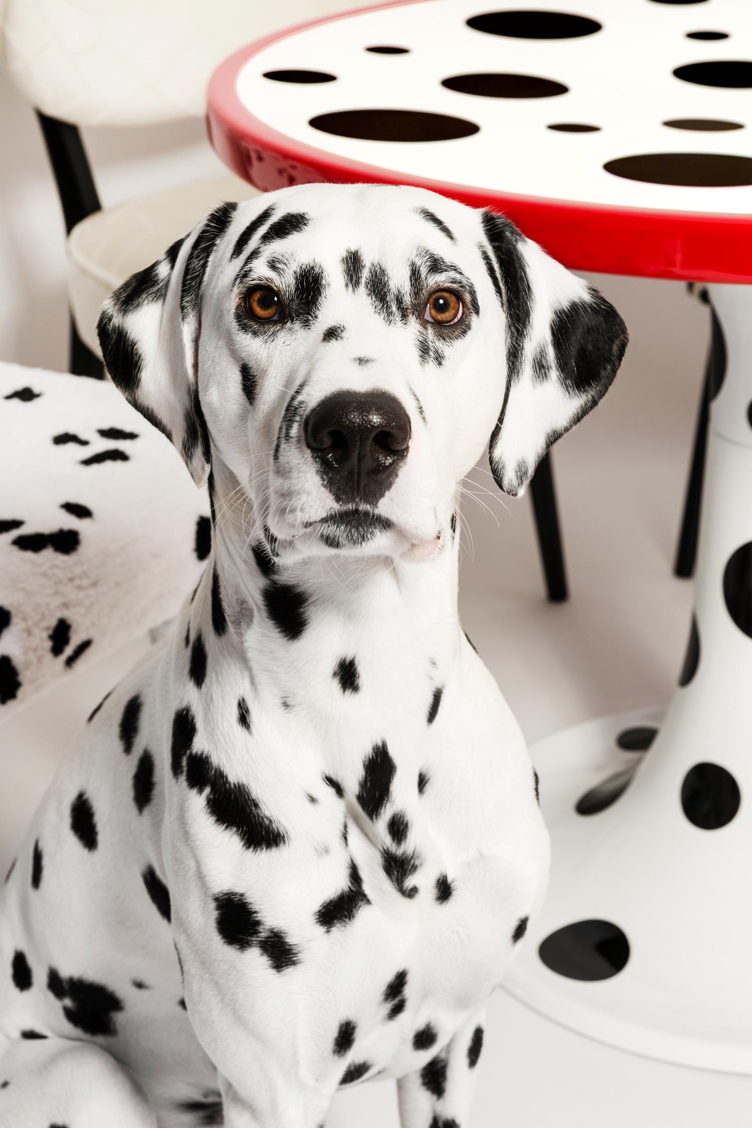 Chaise Dalmatienne tuftée à la main, Rajmund Halas, Pologne, années 1960 en vente 12