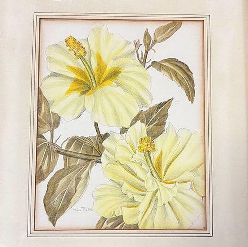 Peinture florale originale des années 1940 réalisée à la main sur papier par Paul Tyler, représentant un hibiscus jaune sur fond blanc. Le portrait capture la beauté intemporelle des fleurs d'hibiscus avec une élégante précision. Les lignes