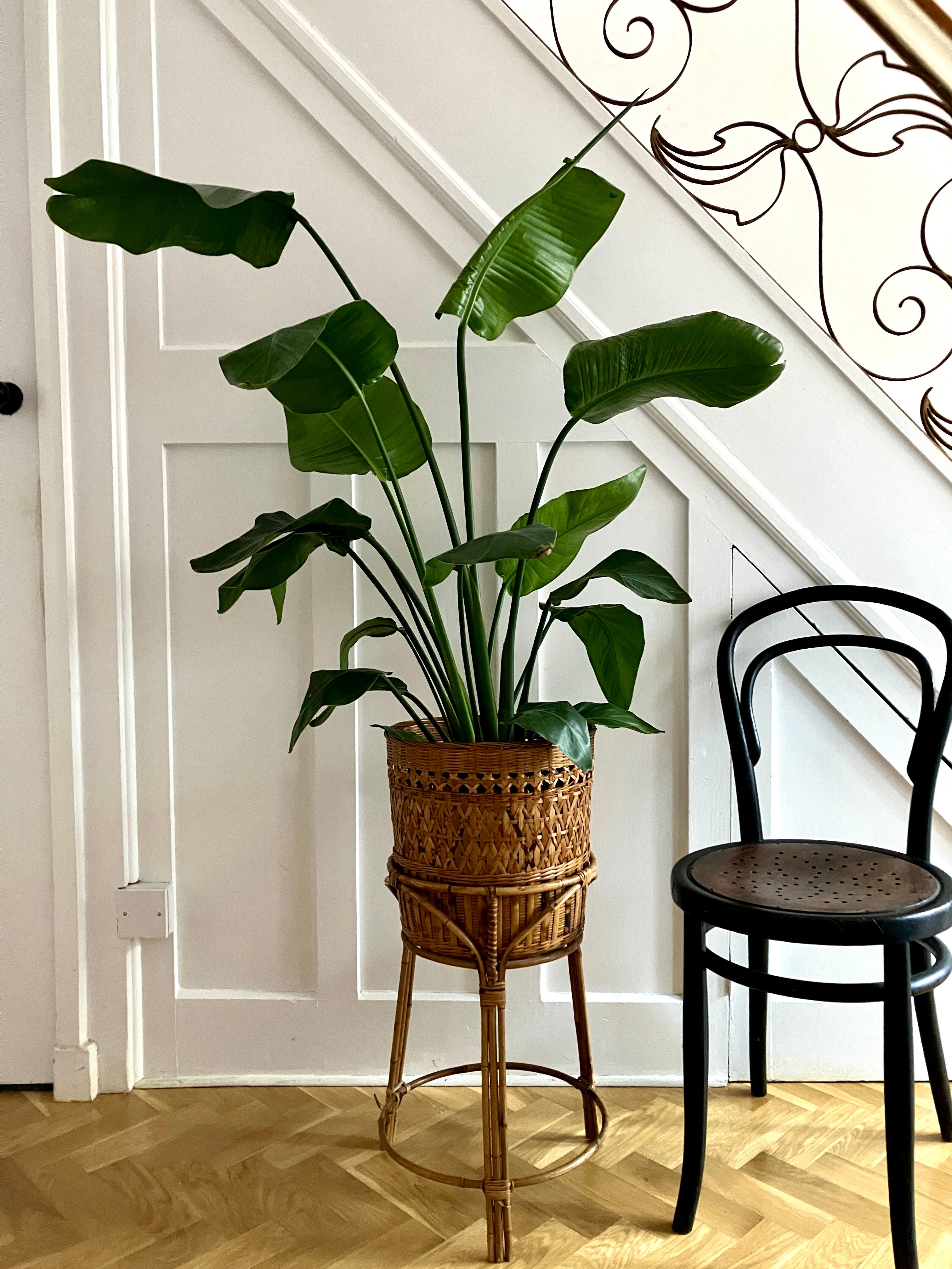 Mid-Century Modern Mid century jardiniere in rattan - plant stand for a large indoor plant