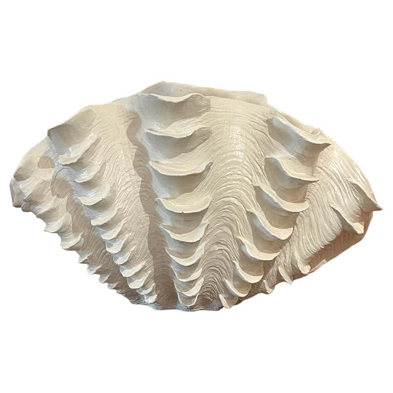 Giant Clam Shells - For Sale on 1stDibs | giant clam shell value, real ...