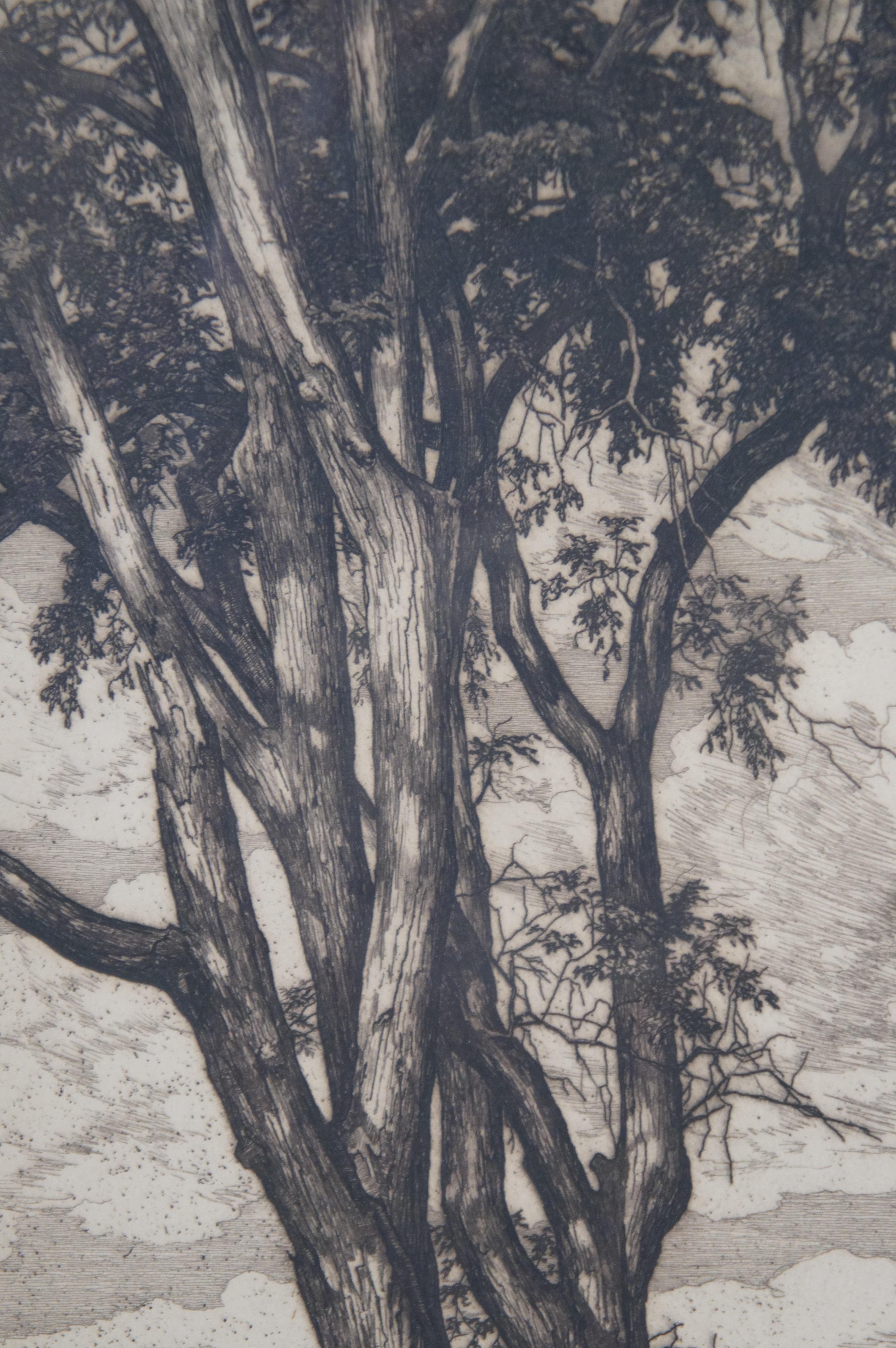 Midcentury Luigi Lucioni Hilltop Elms Tree Landscape Etching, 1955  6