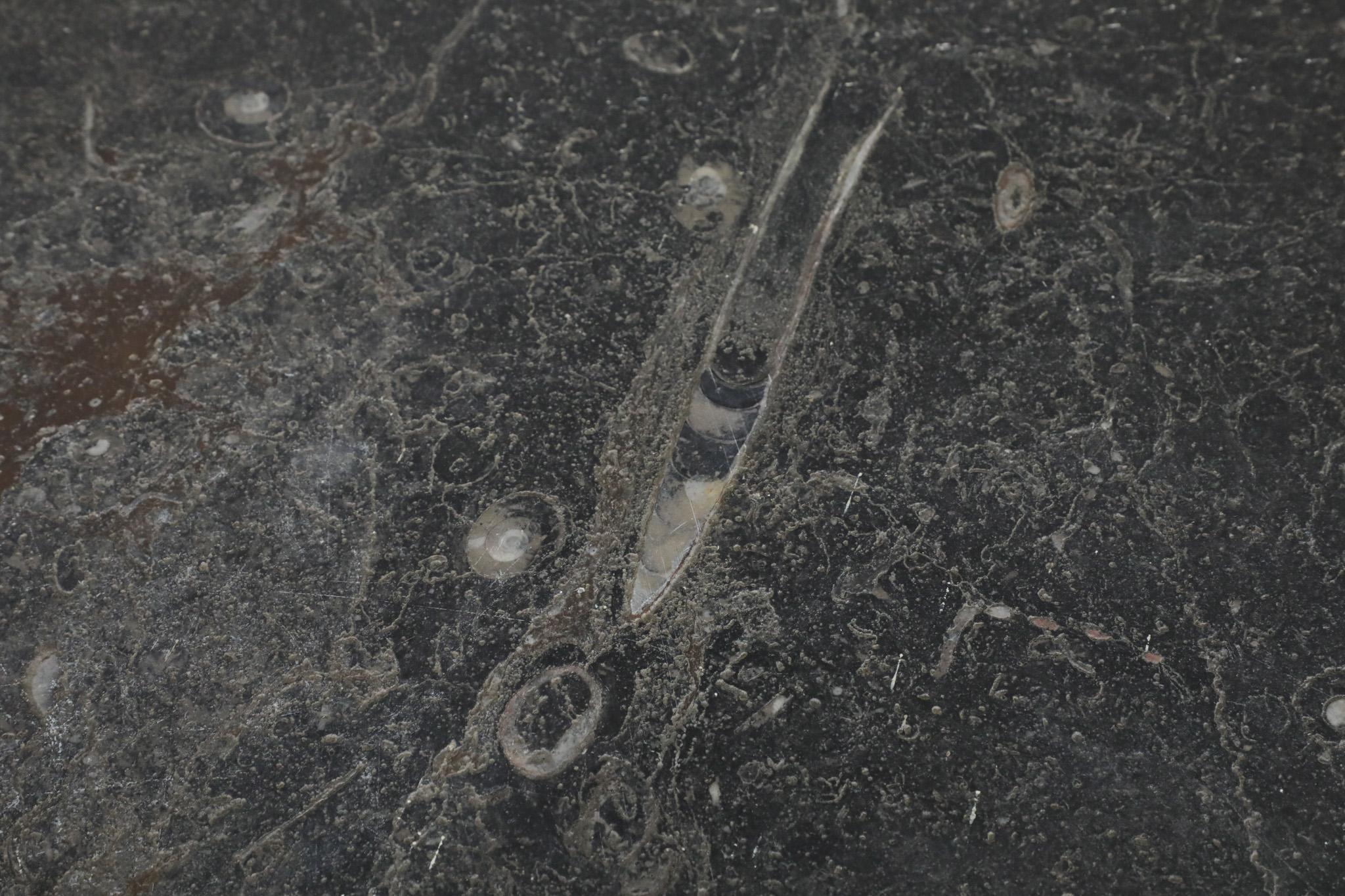 Mid-Century Metaform Style Round Fossil Stone Coffee Table 5