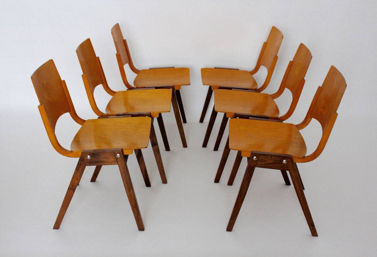 Lacquered Mid Century Modern 20 Beech Dining Chairs Roland Rainer 1952 Vienna  For Sale